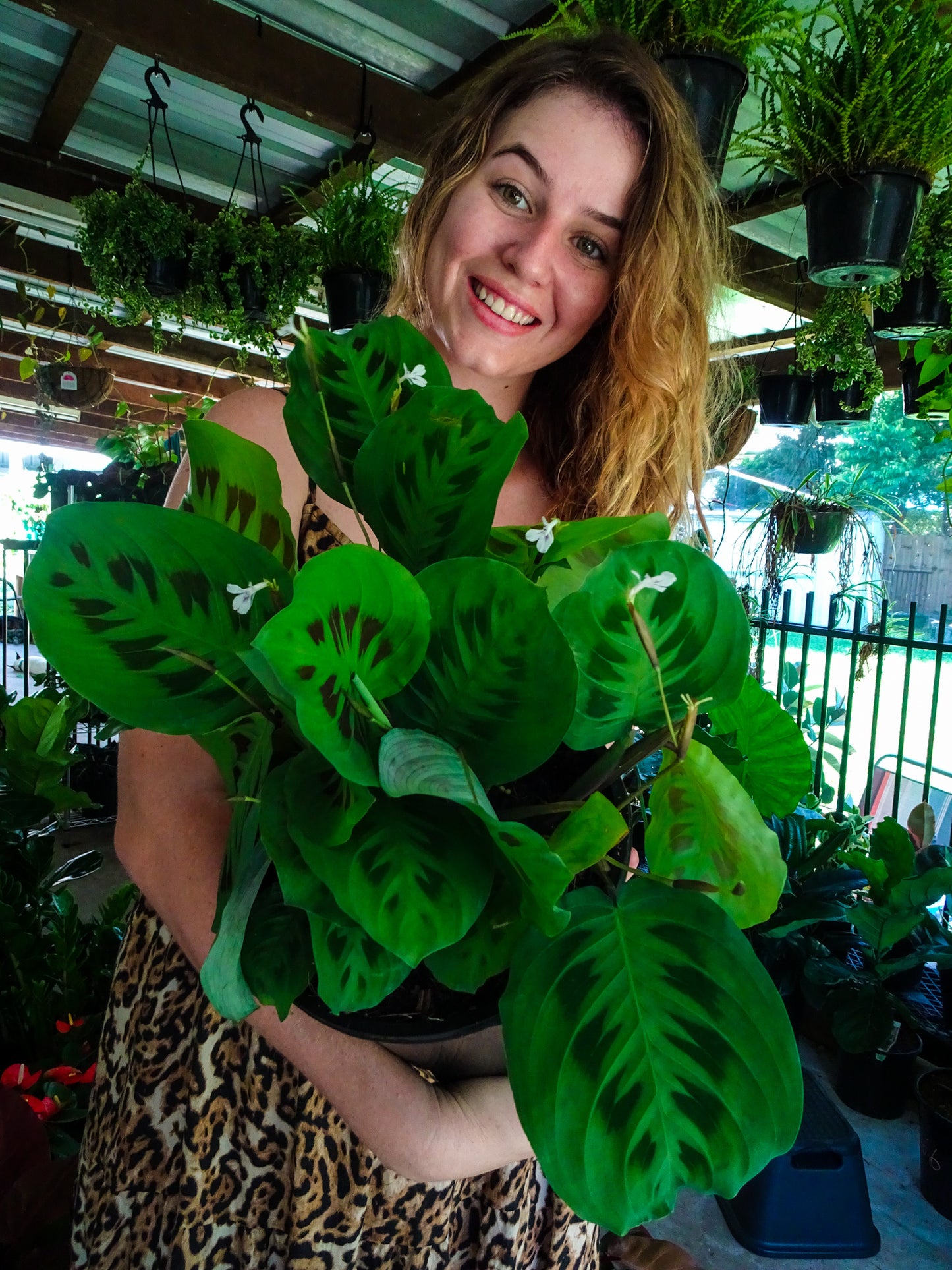 Maranta leuconeura Green Prayer Plant
