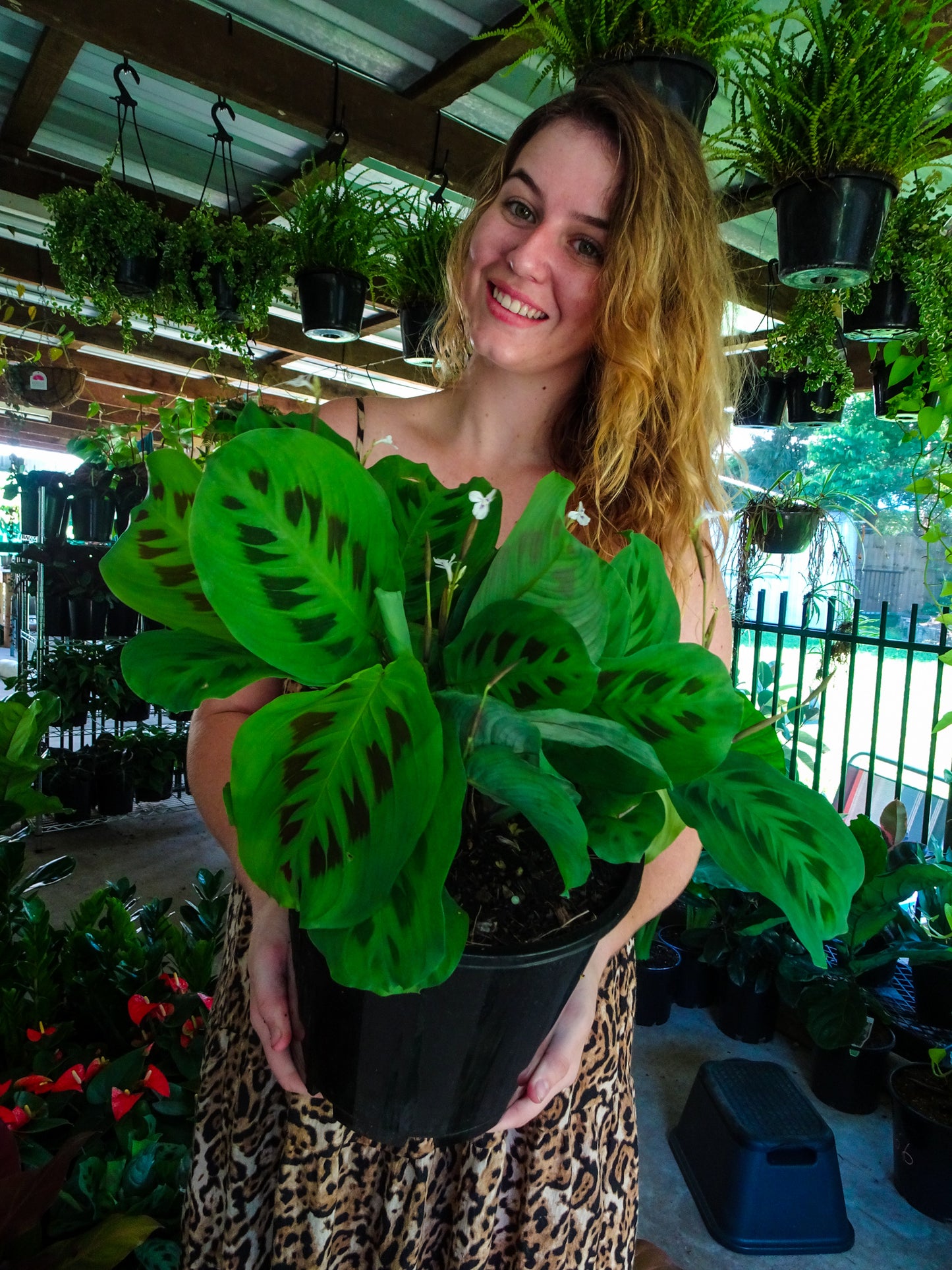 Maranta leuconeura Green Prayer Plant