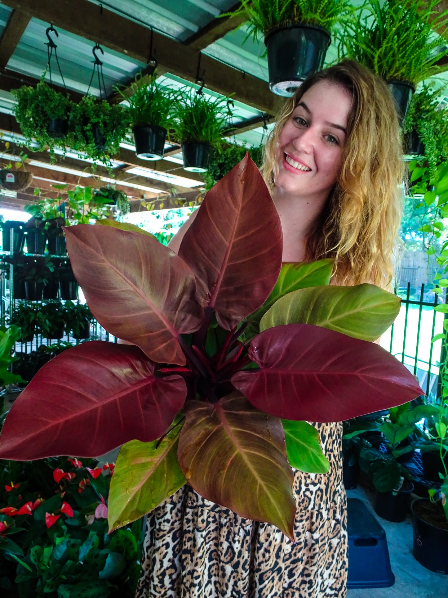 Philodendron McColleys Finale