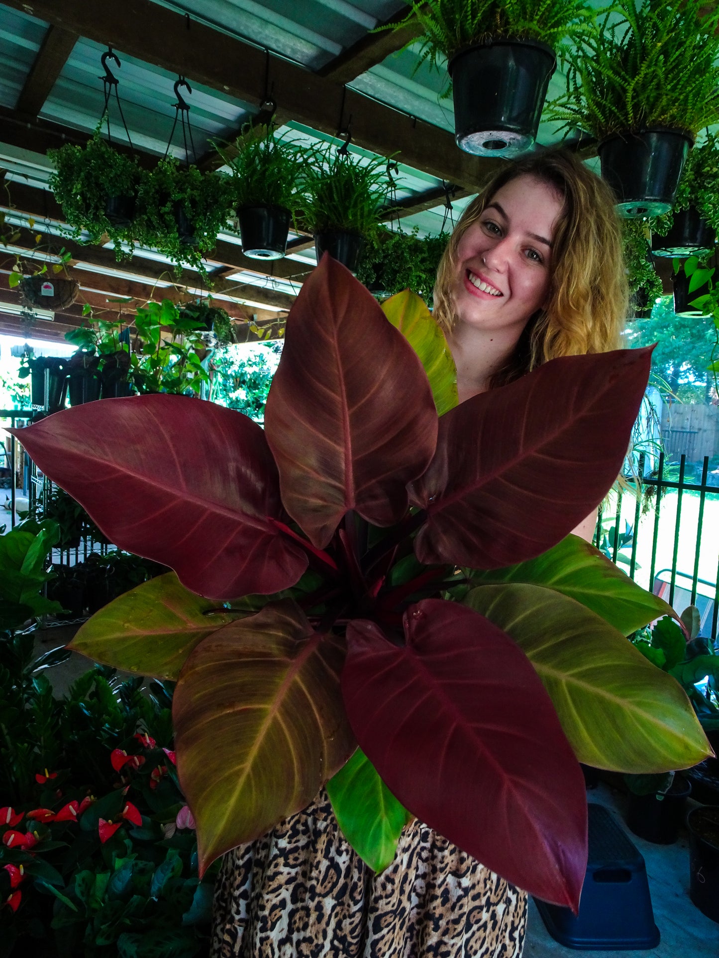 Philodendron McColleys Finale