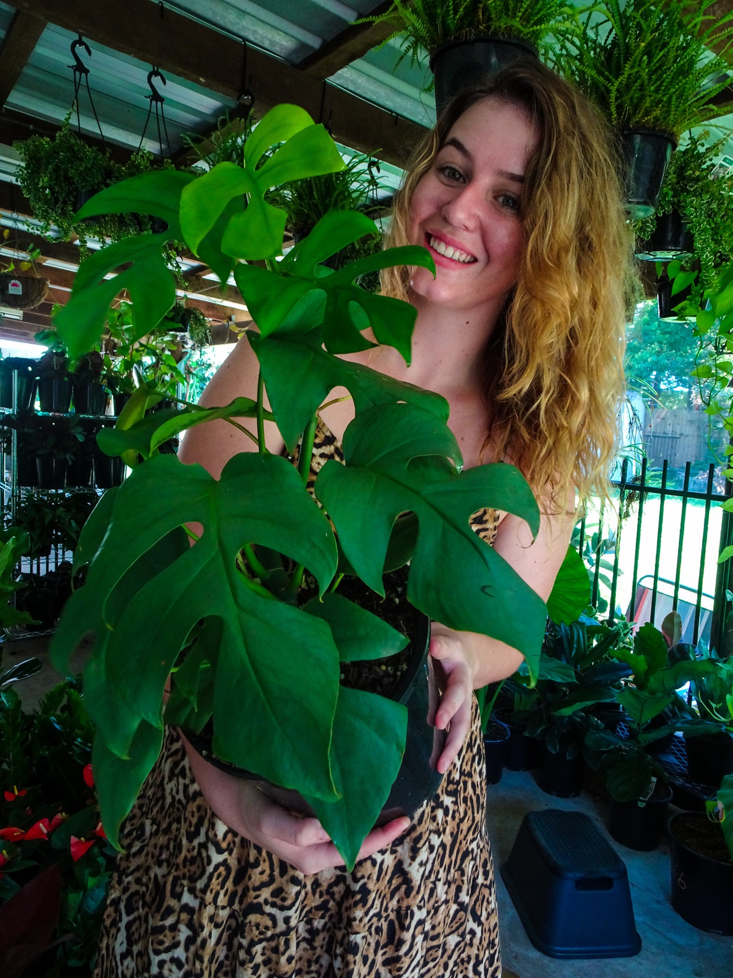 Philodendron Minima