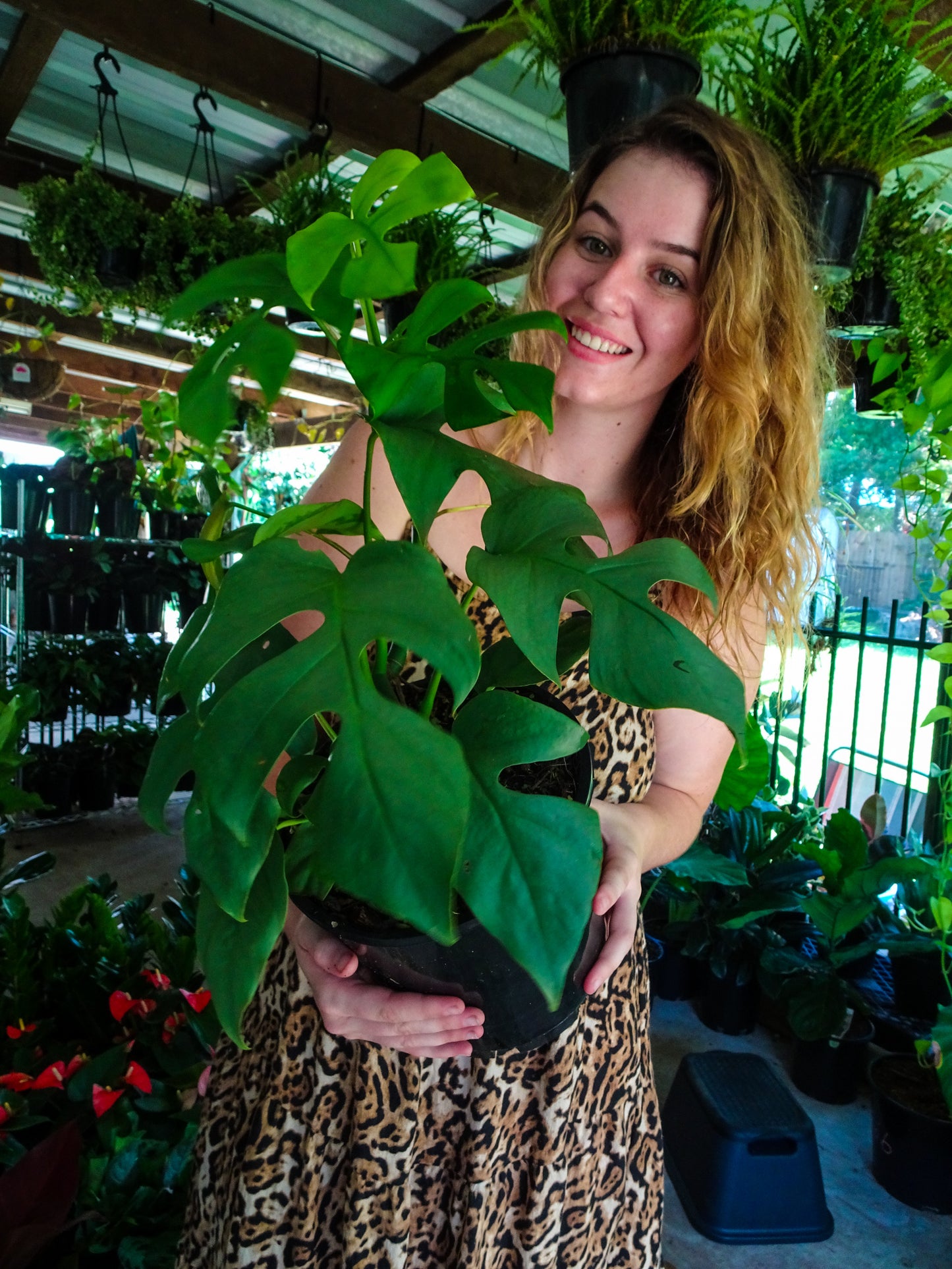 Philodendron Minima
