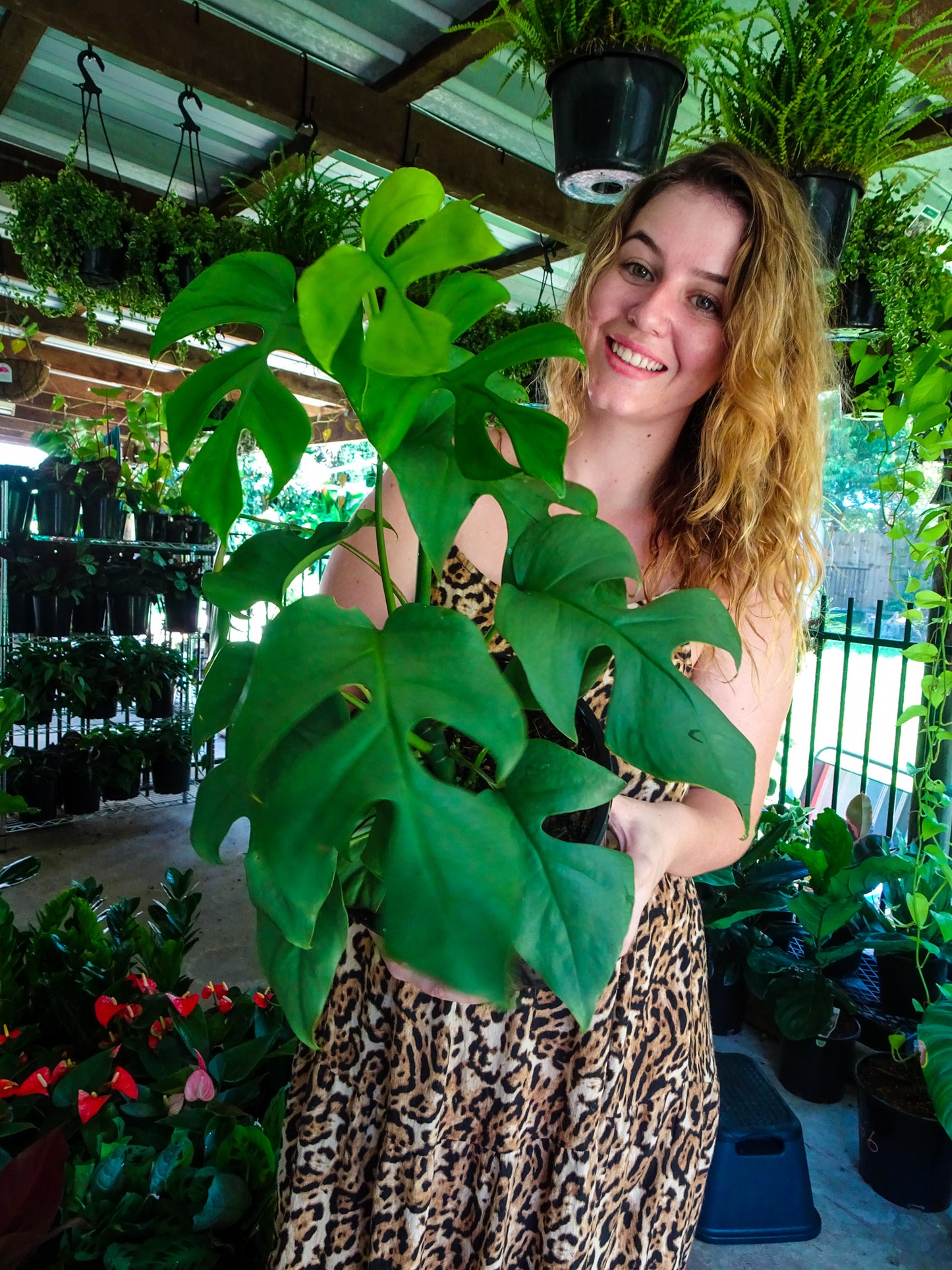 Philodendron Minima