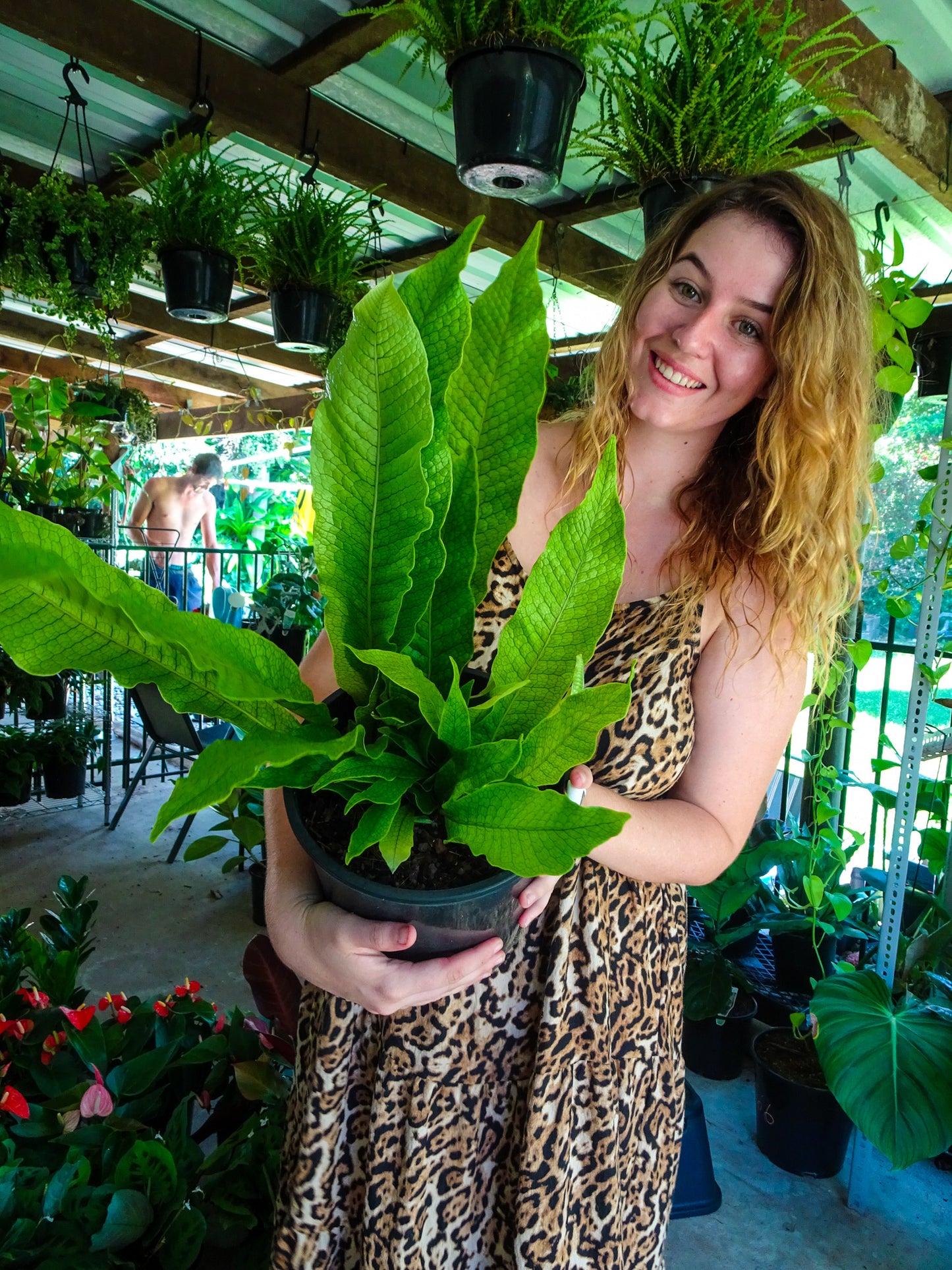 Crocodile Fern