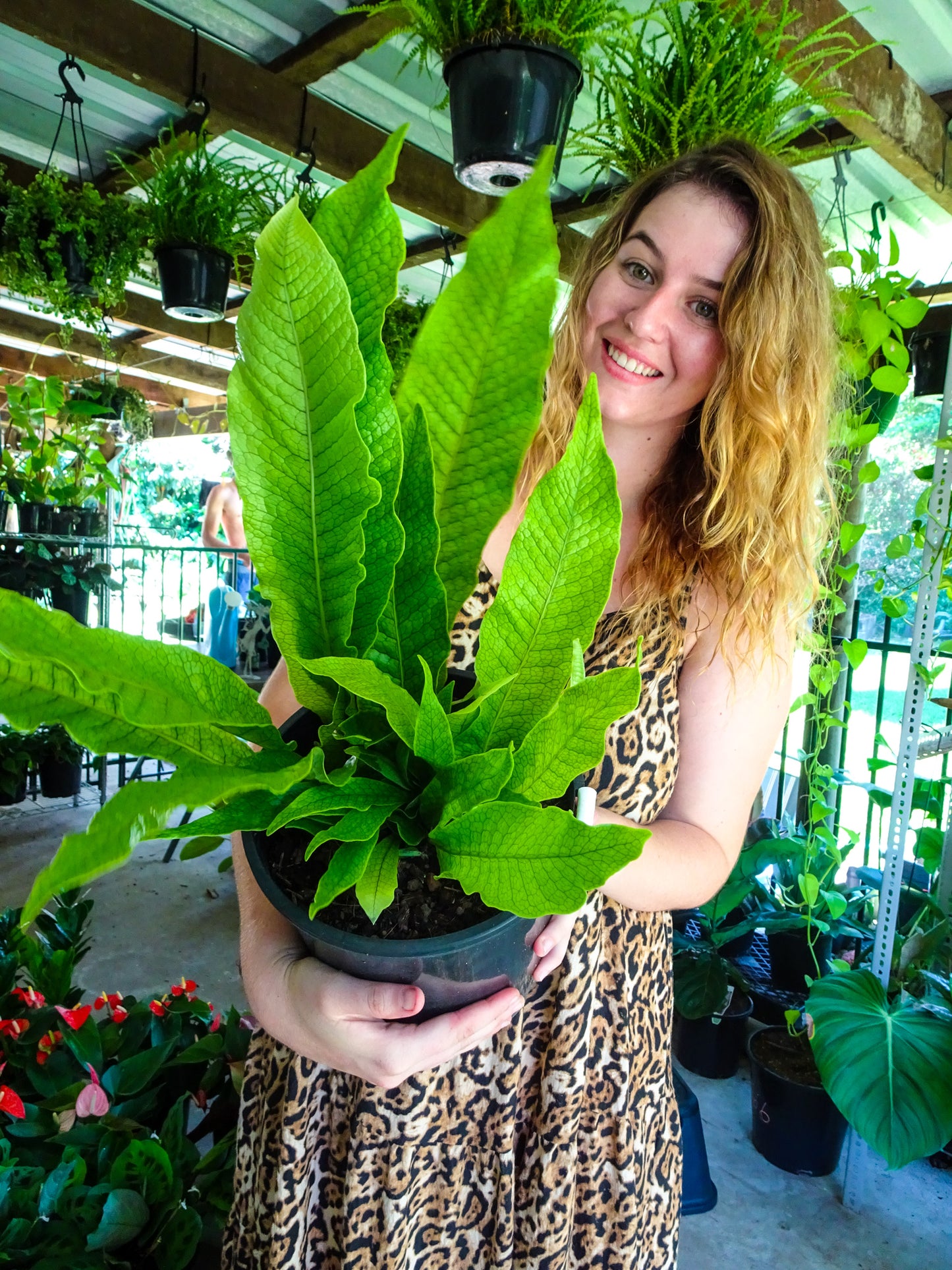 Crocodile Fern
