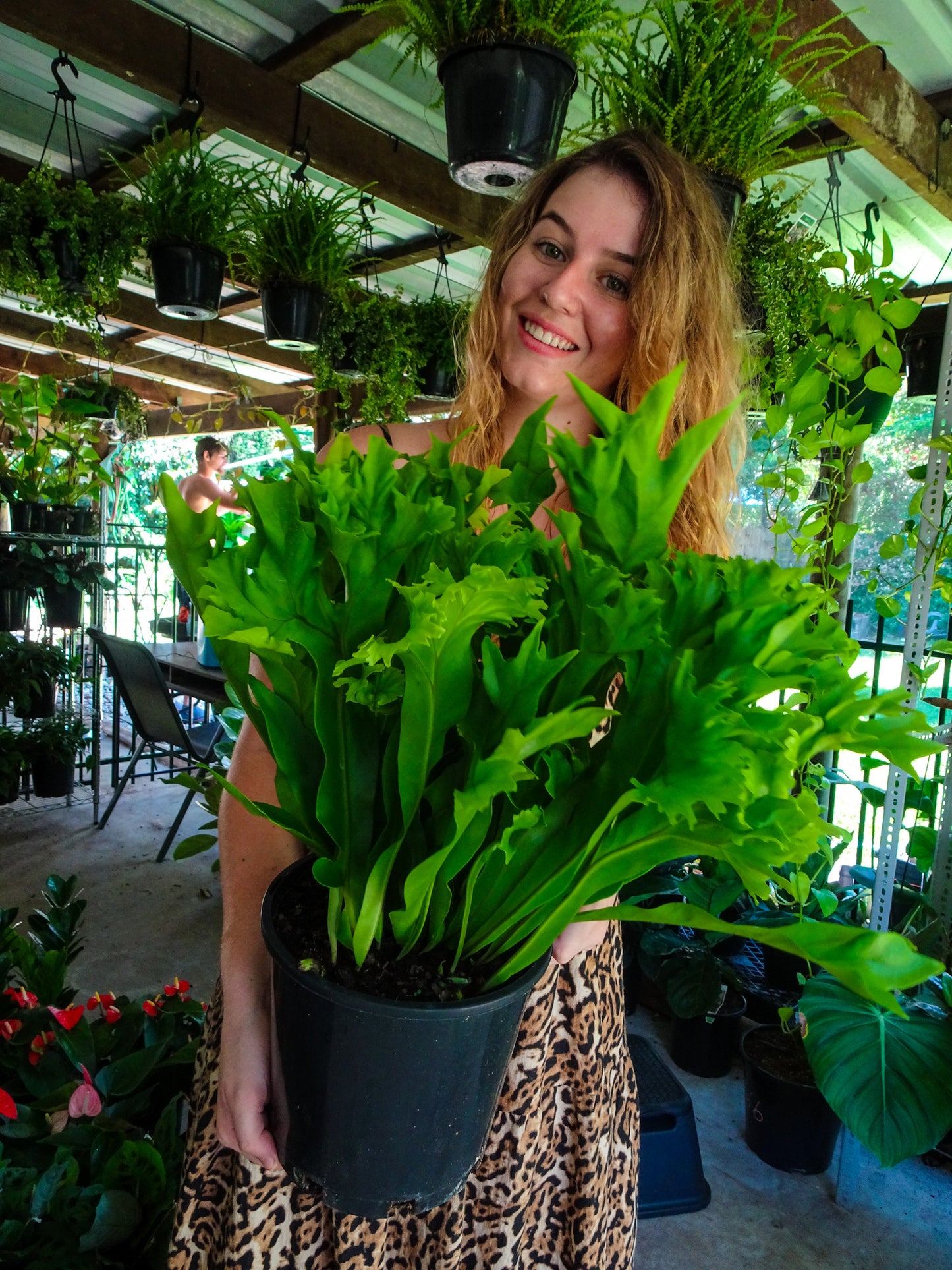Green Flame Fern