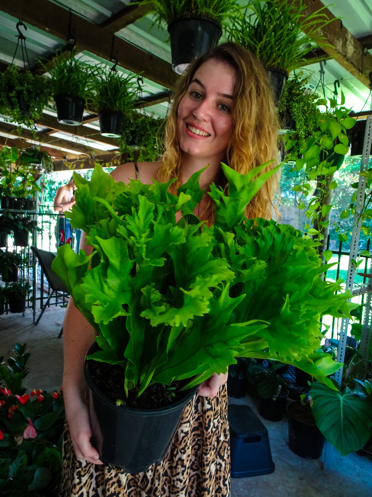 Green Flame Fern