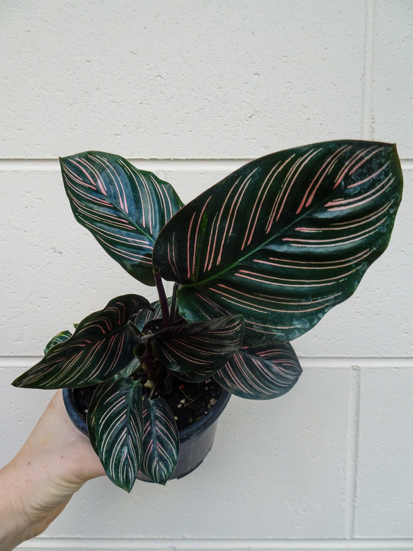 Calathea Beauty Star