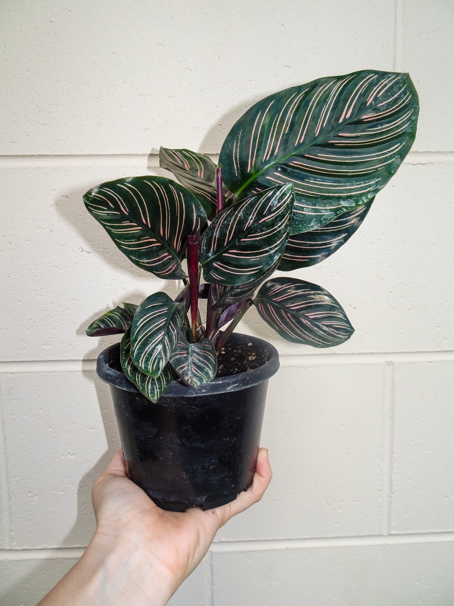 Calathea Beauty Star