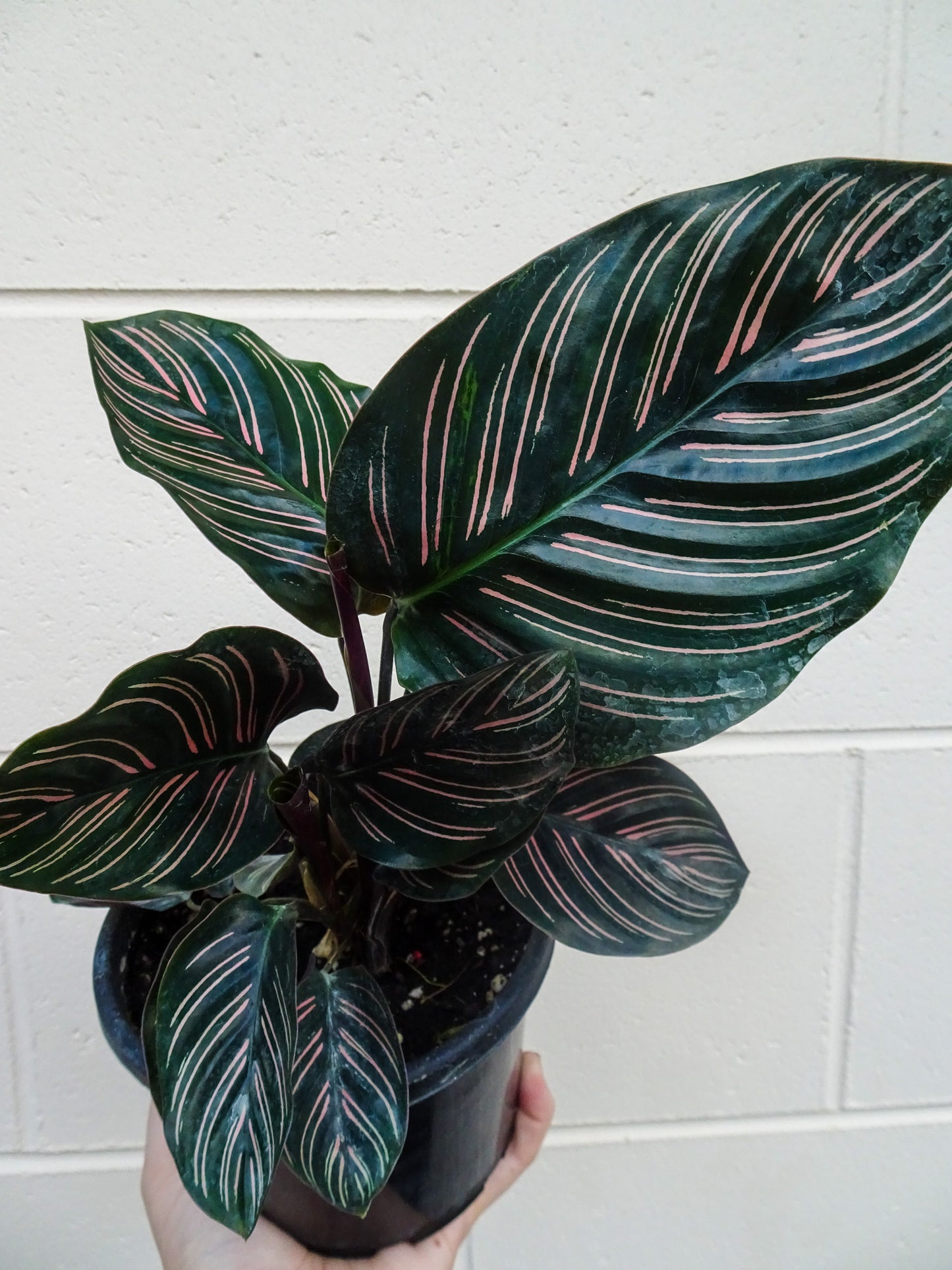 Calathea Beauty Star