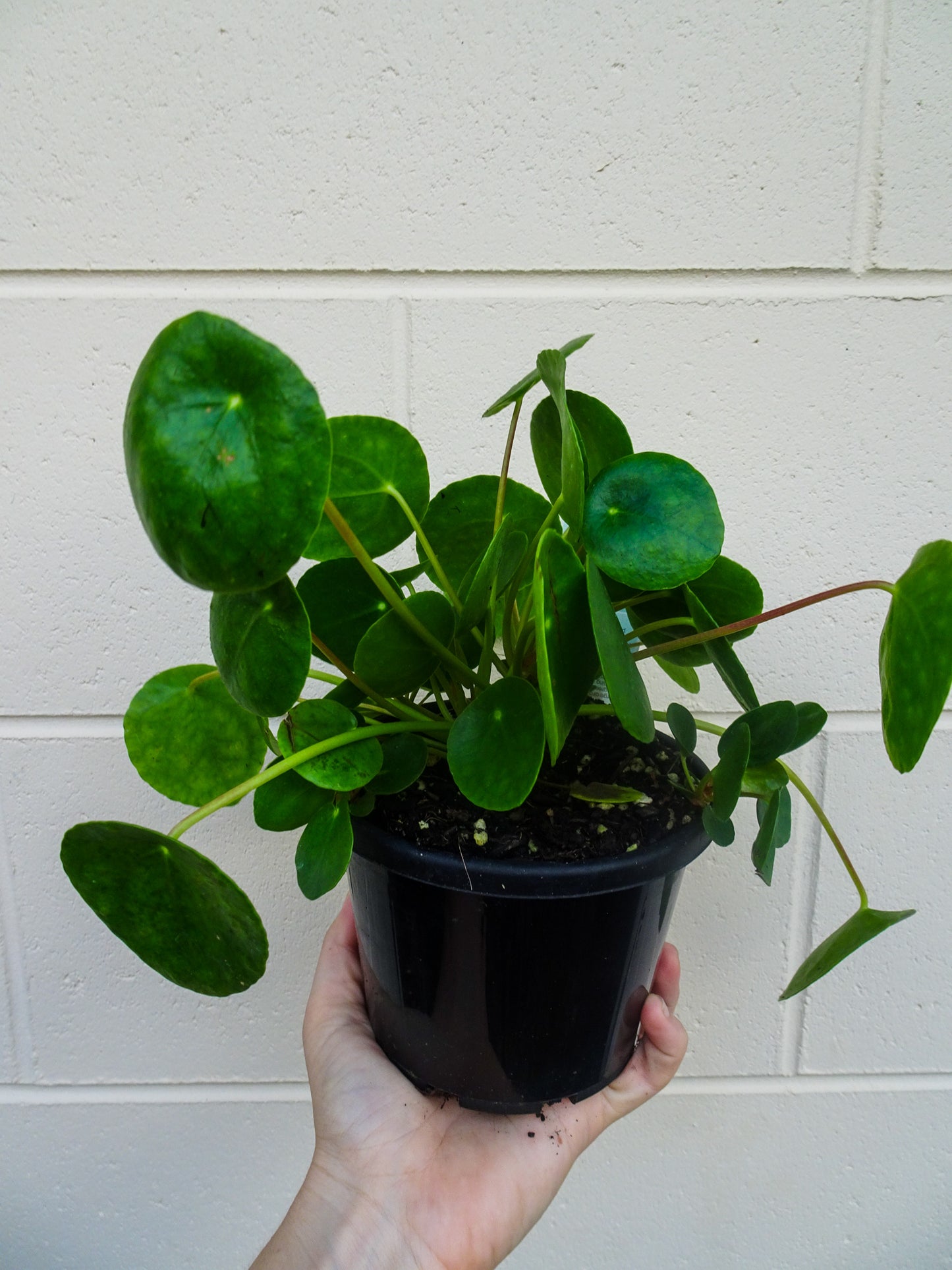 Pilea Peperomioides
