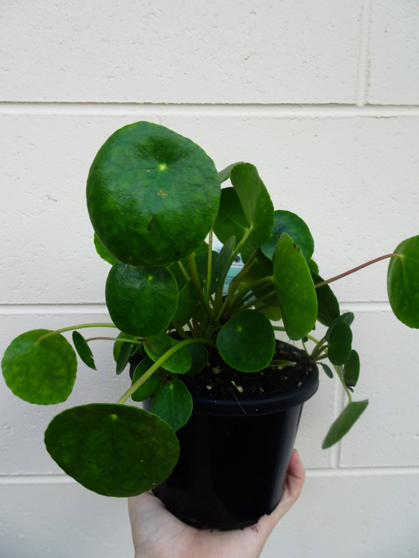 Pilea Peperomioides