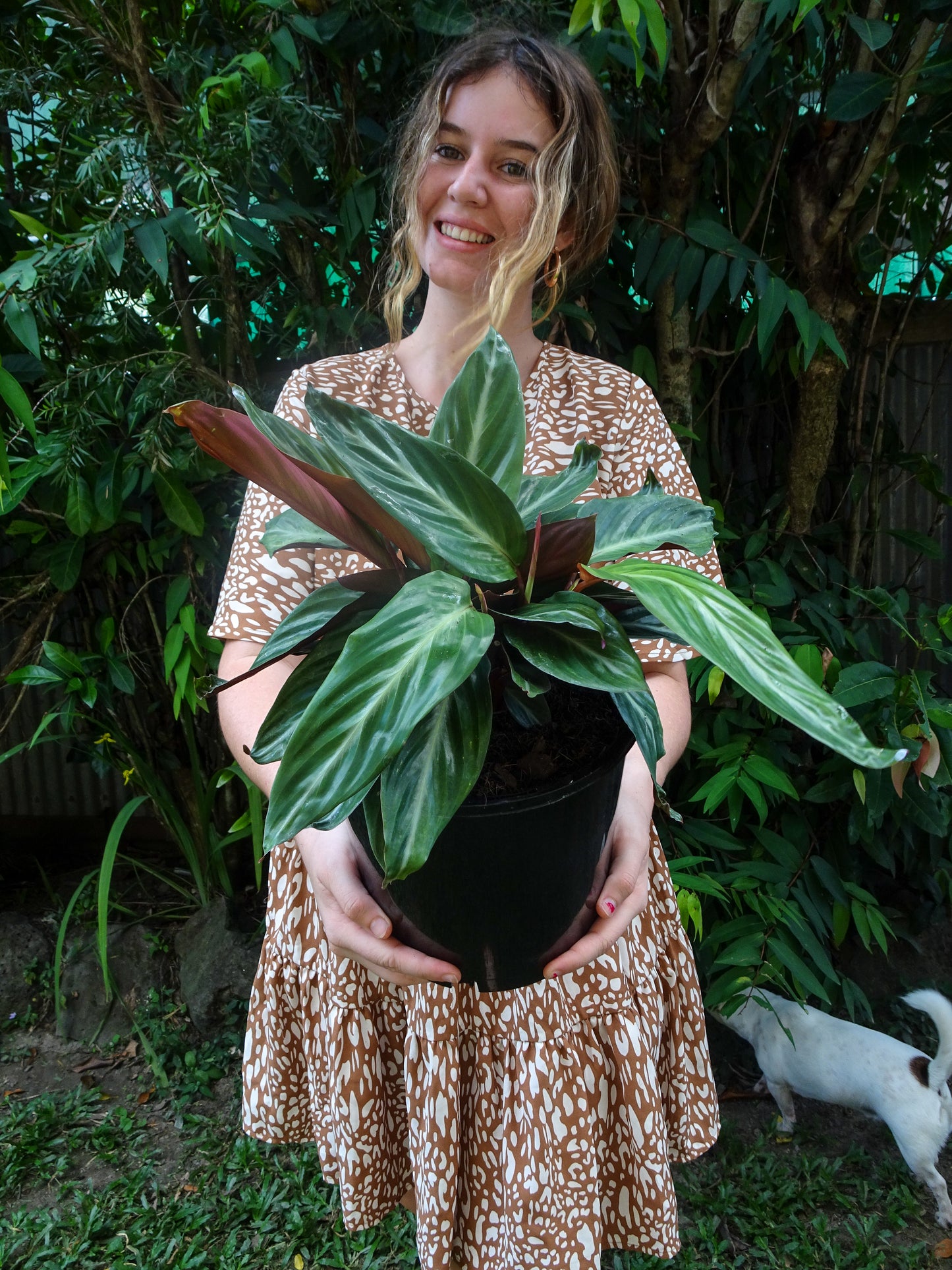 Stromanthe Sanguinea