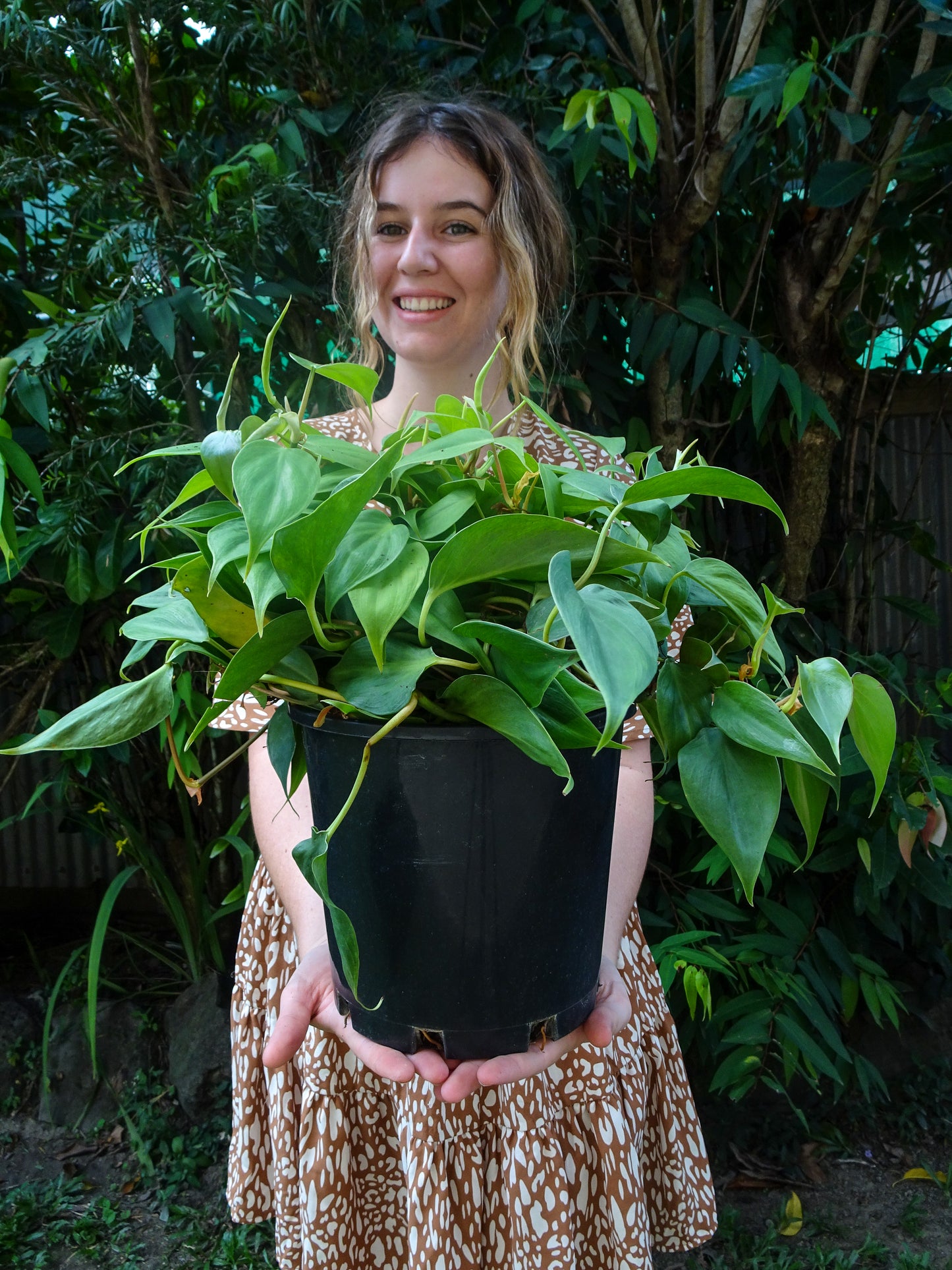Philodendron Emerald