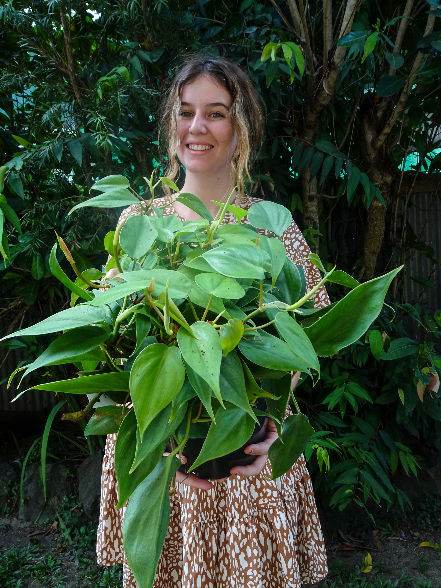 Philodendron Emerald