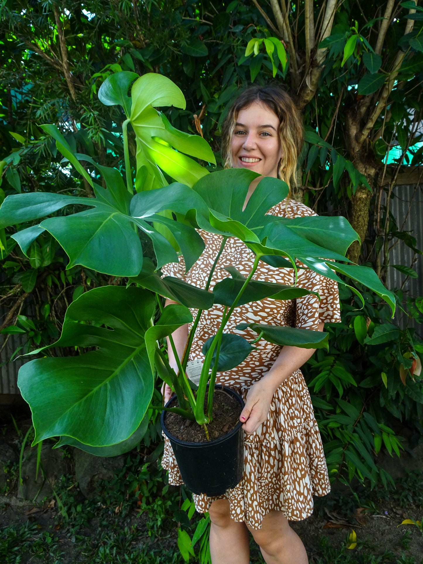 Monstera Deliciosa
