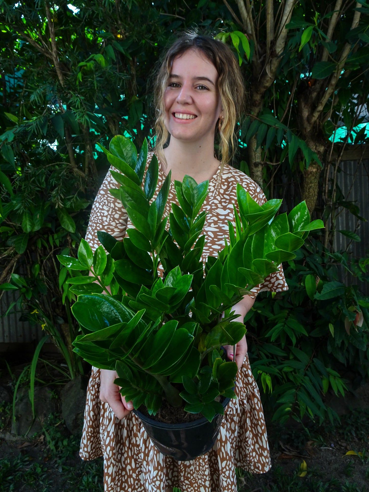 ZZ Plant