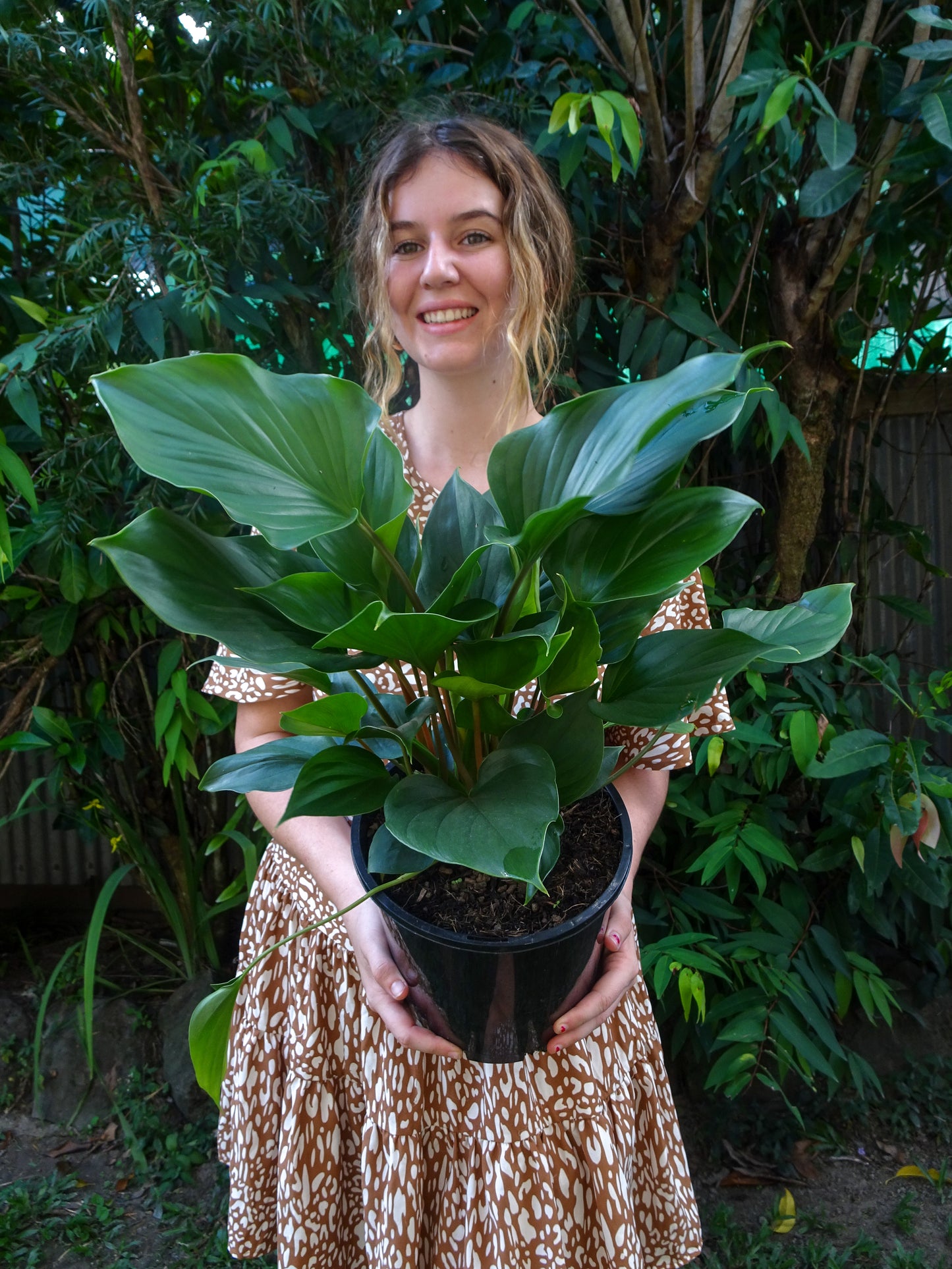 Homalomena Emerald