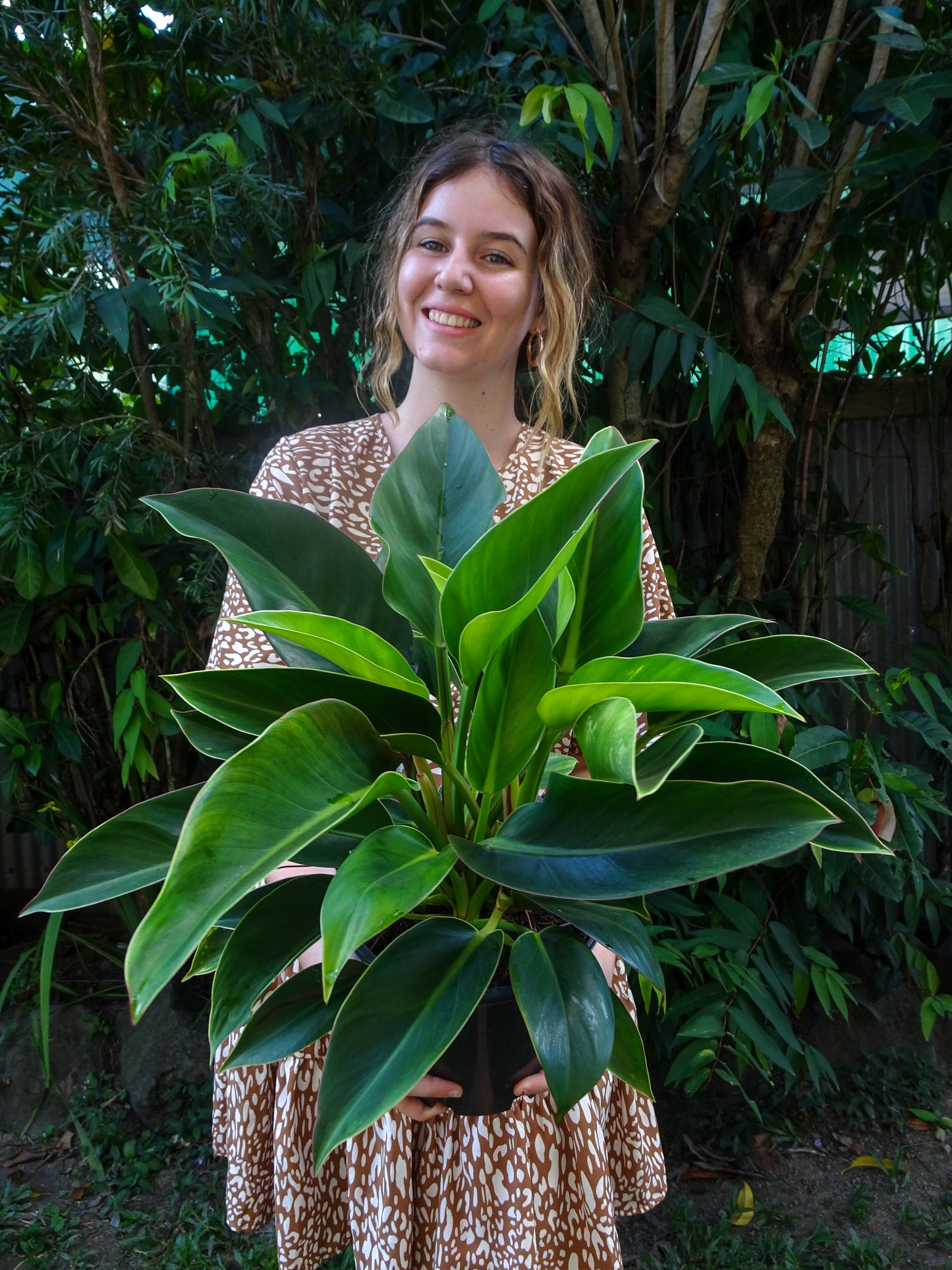 Philodendron Apple Congo