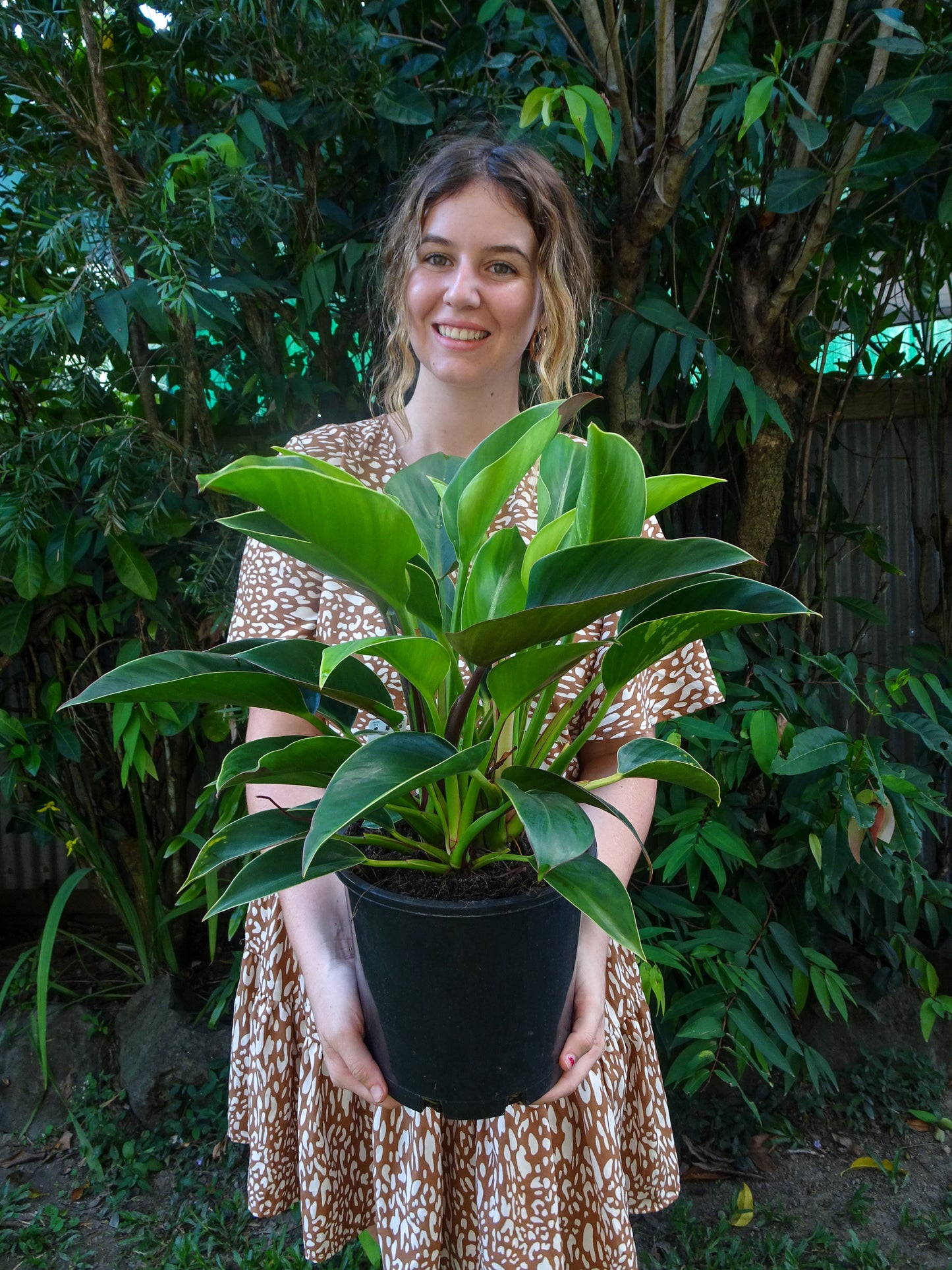 Philodendron Apple Congo