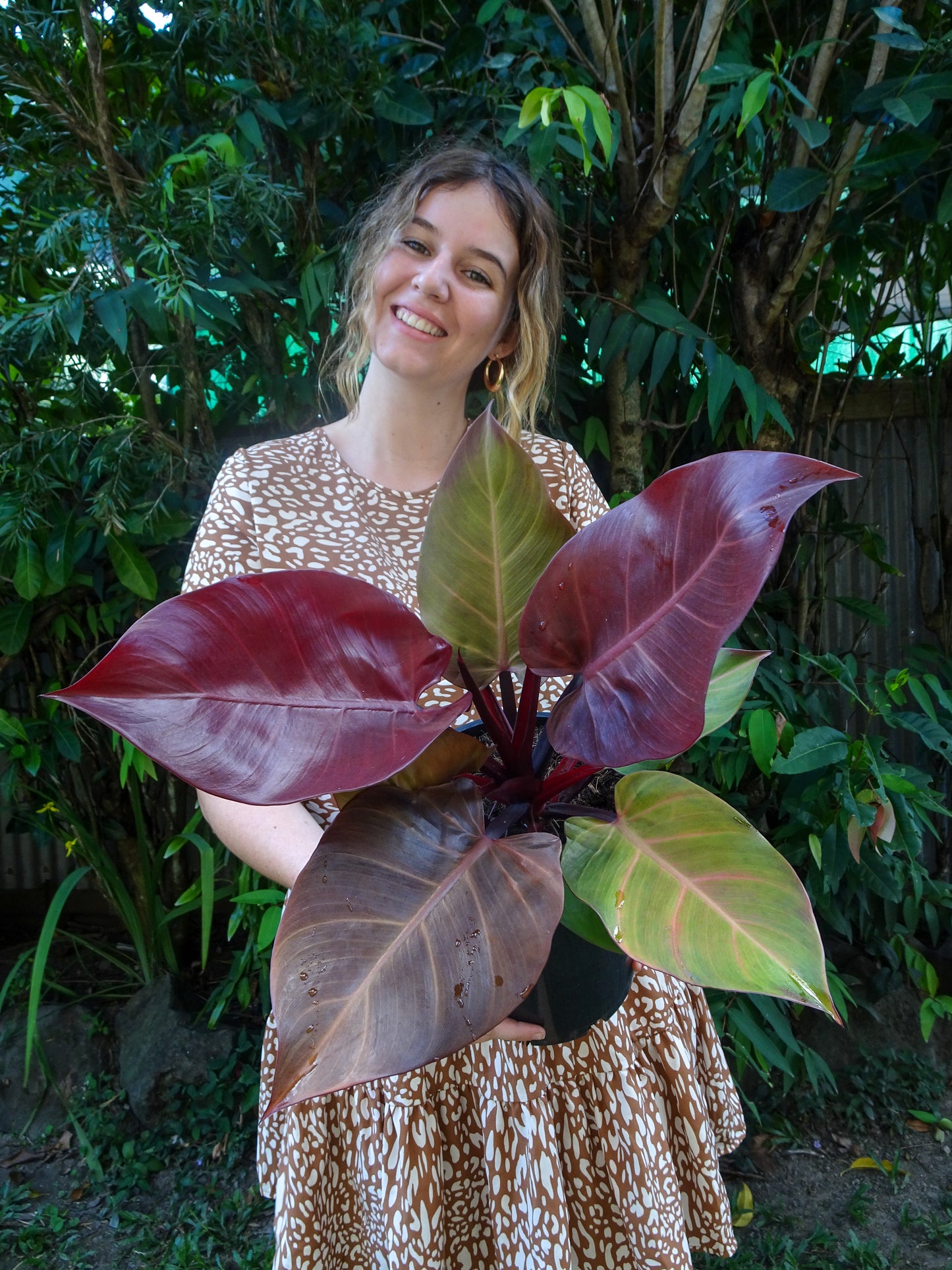 Philodendron McColleys Finale