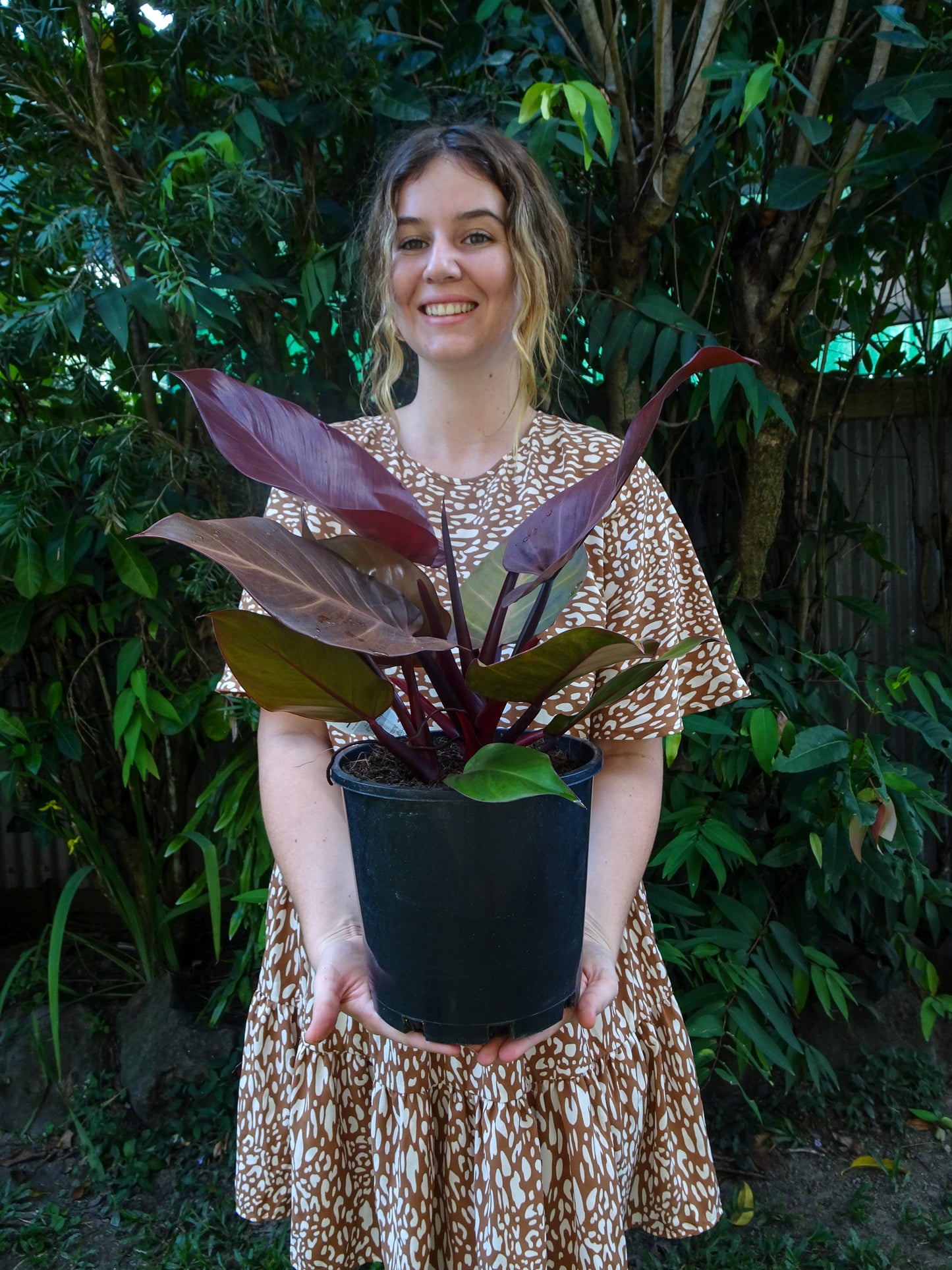 Philodendron McColleys Finale