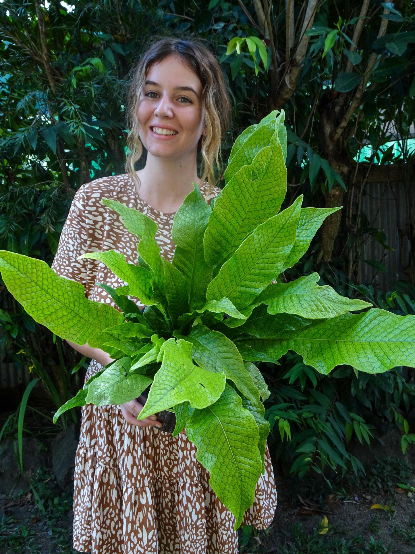 Crocodile Fern