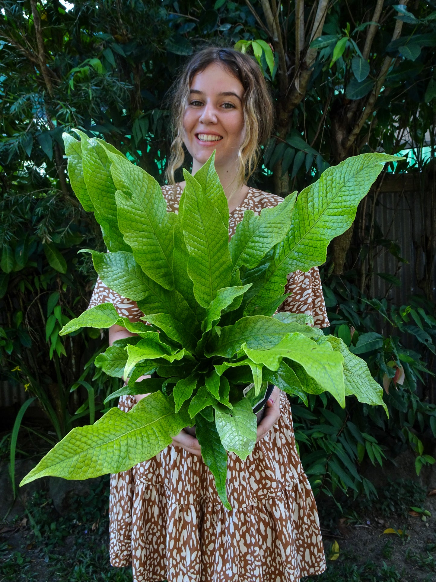 Crocodile Fern