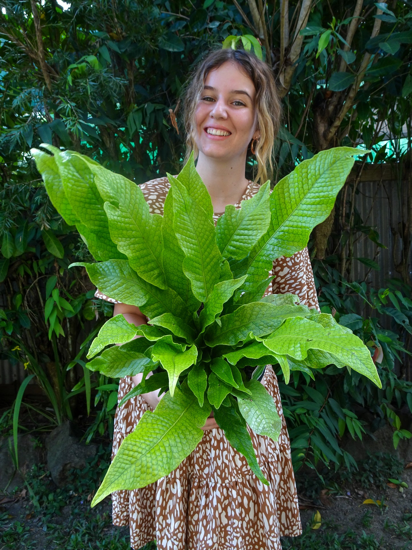 Crocodile Fern