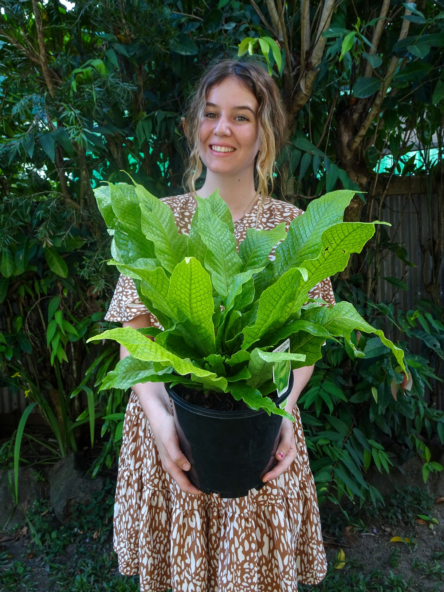 Crocodile Fern
