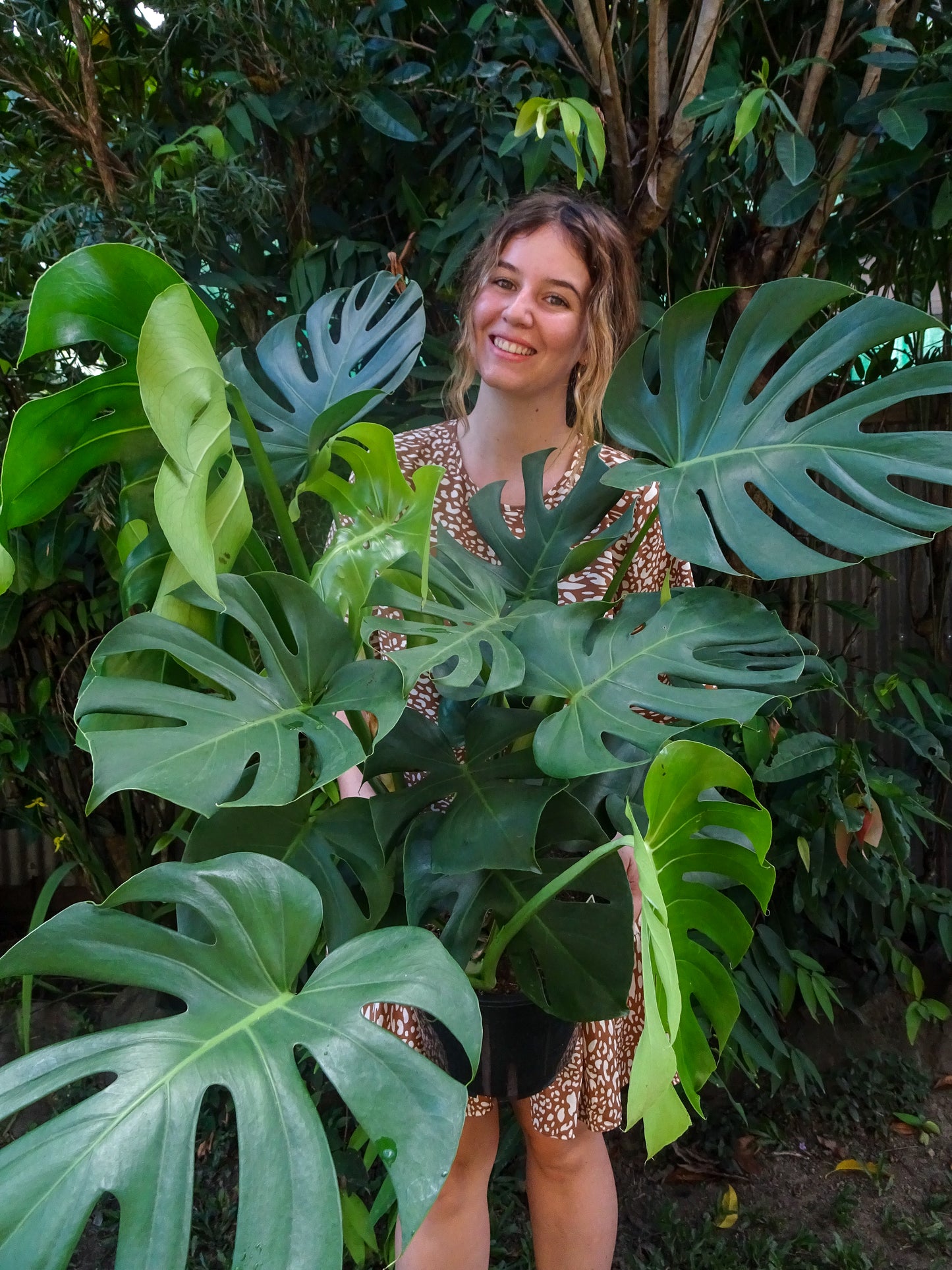 Giant Monstera Deliciosa