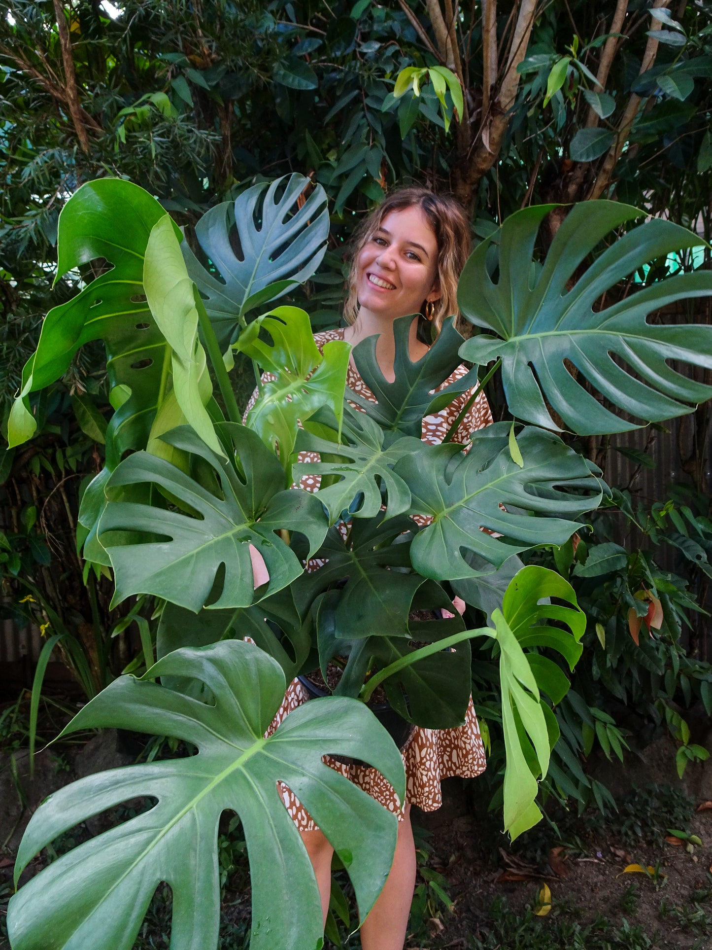 Giant Monstera Deliciosa