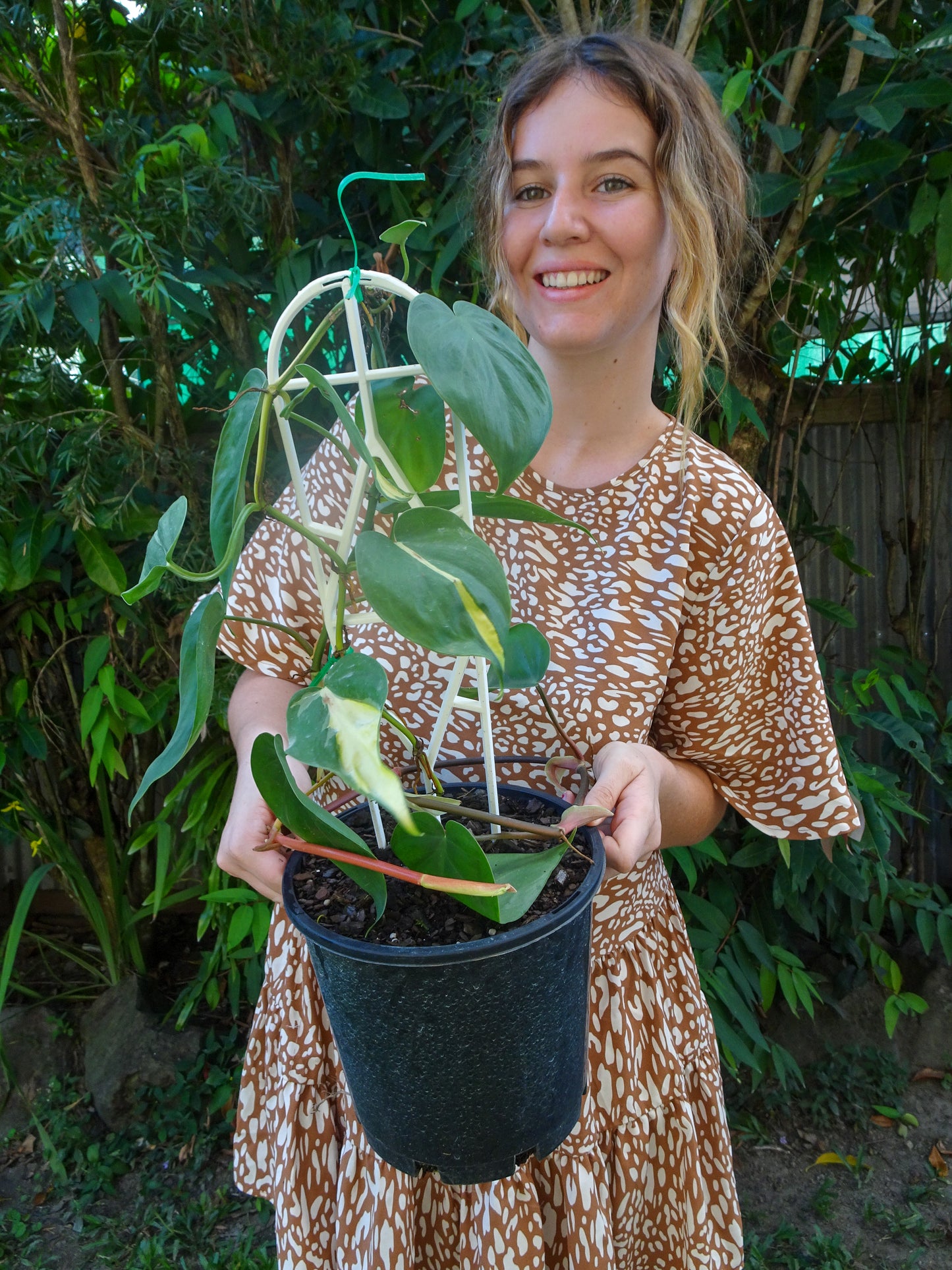 Philodendron Brasil