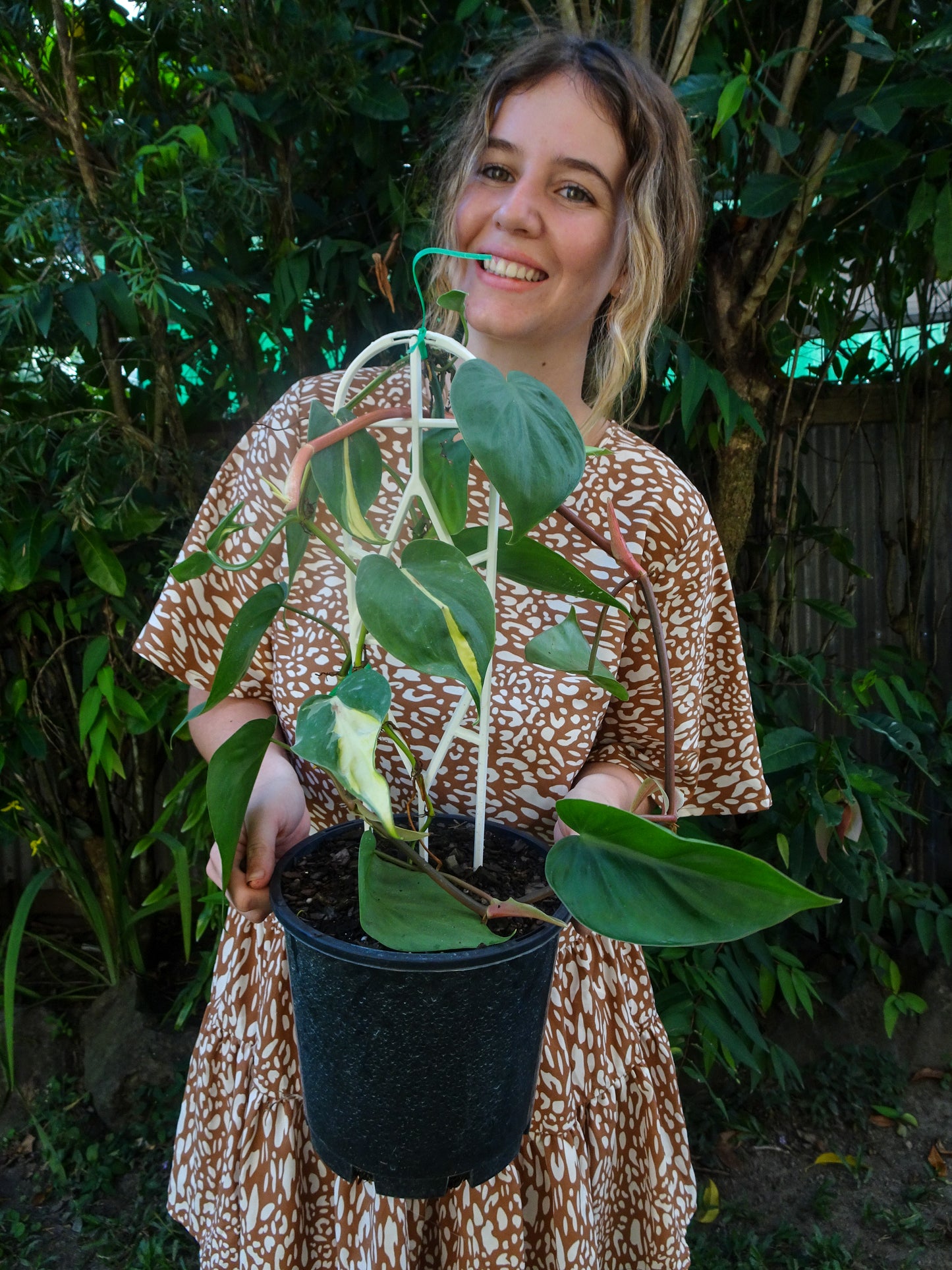Philodendron Brasil