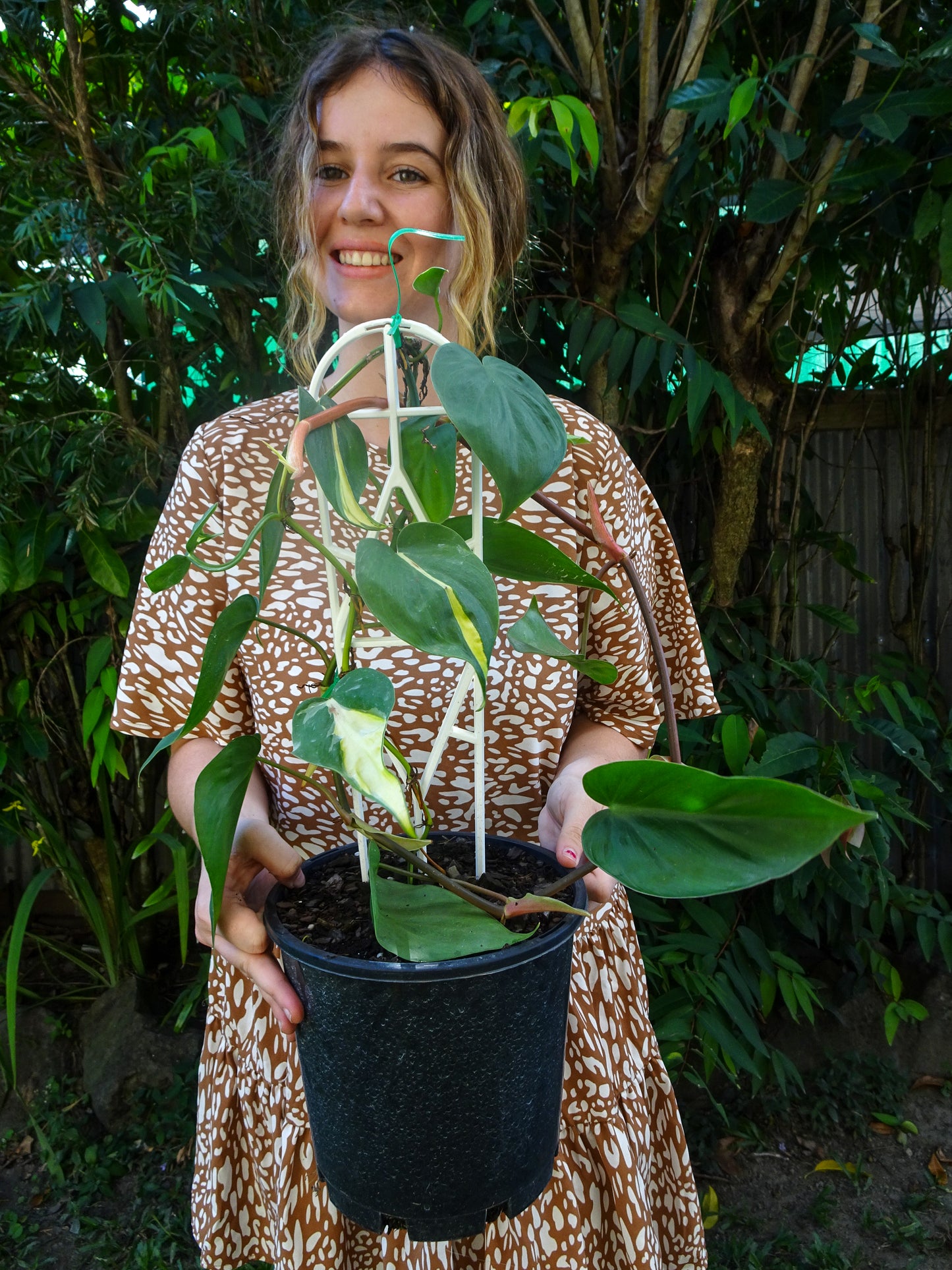 Philodendron Brasil