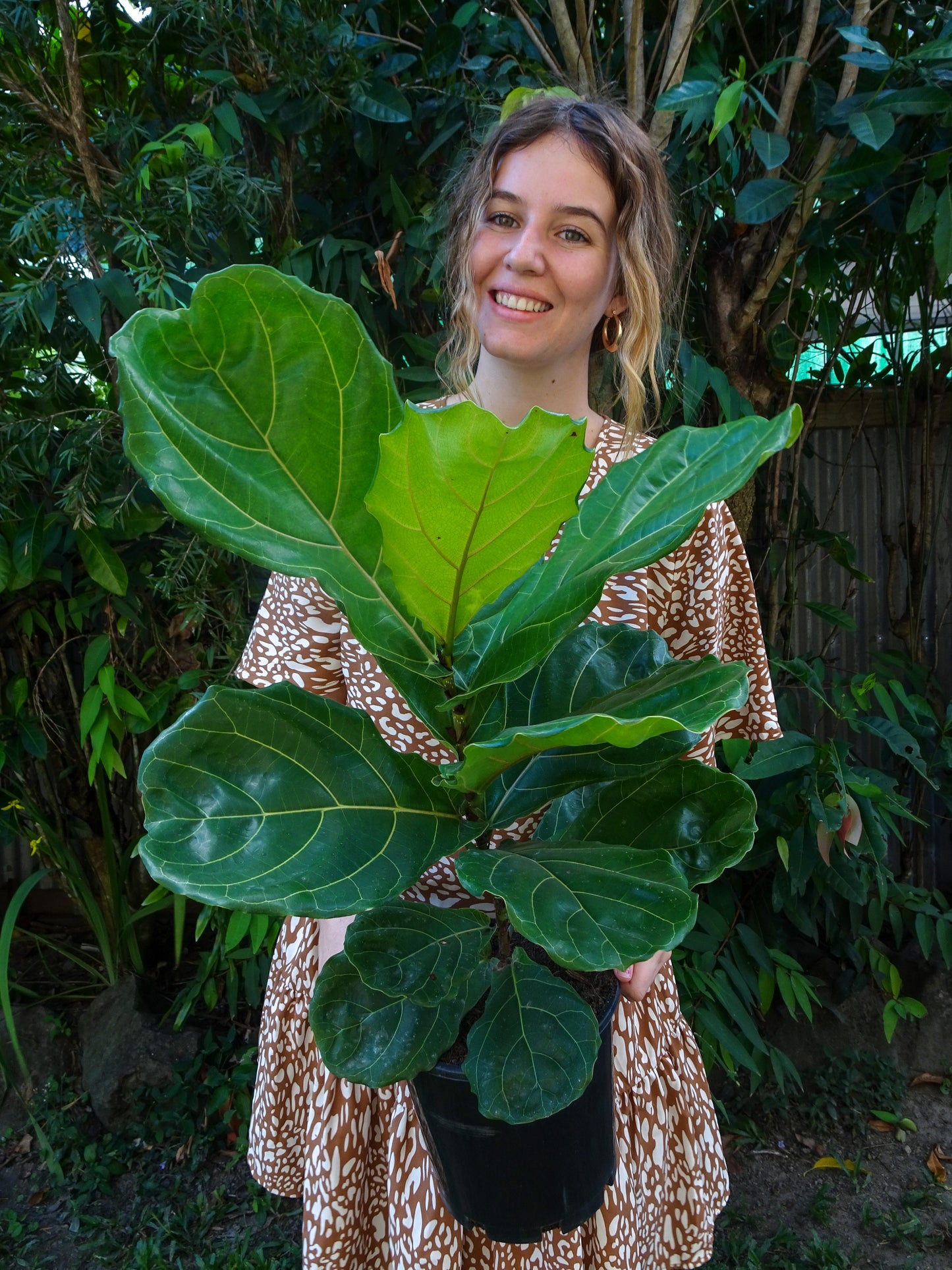 Fiddle Leaf Fig 200mm