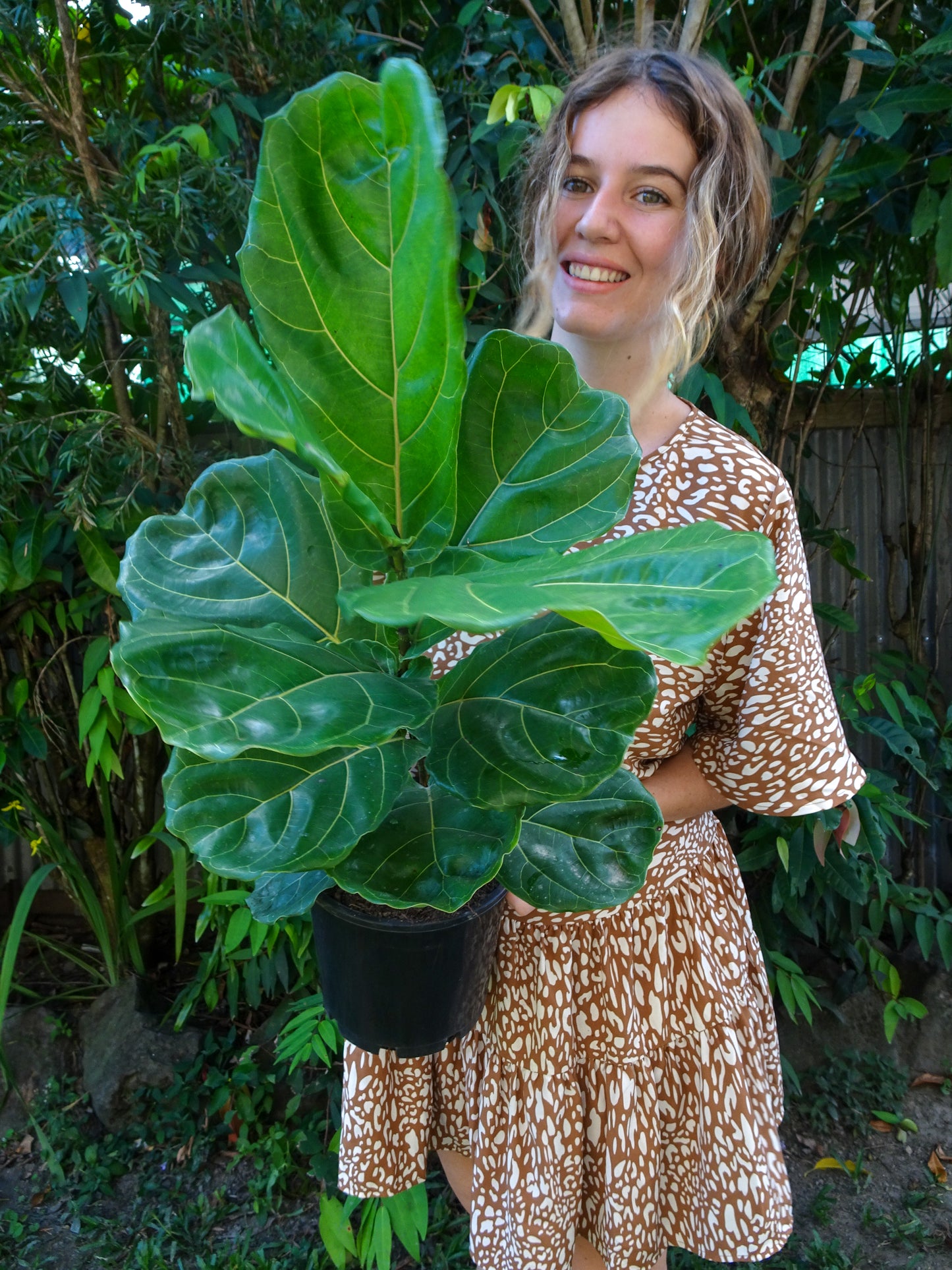 Fiddle Leaf Fig 200mm