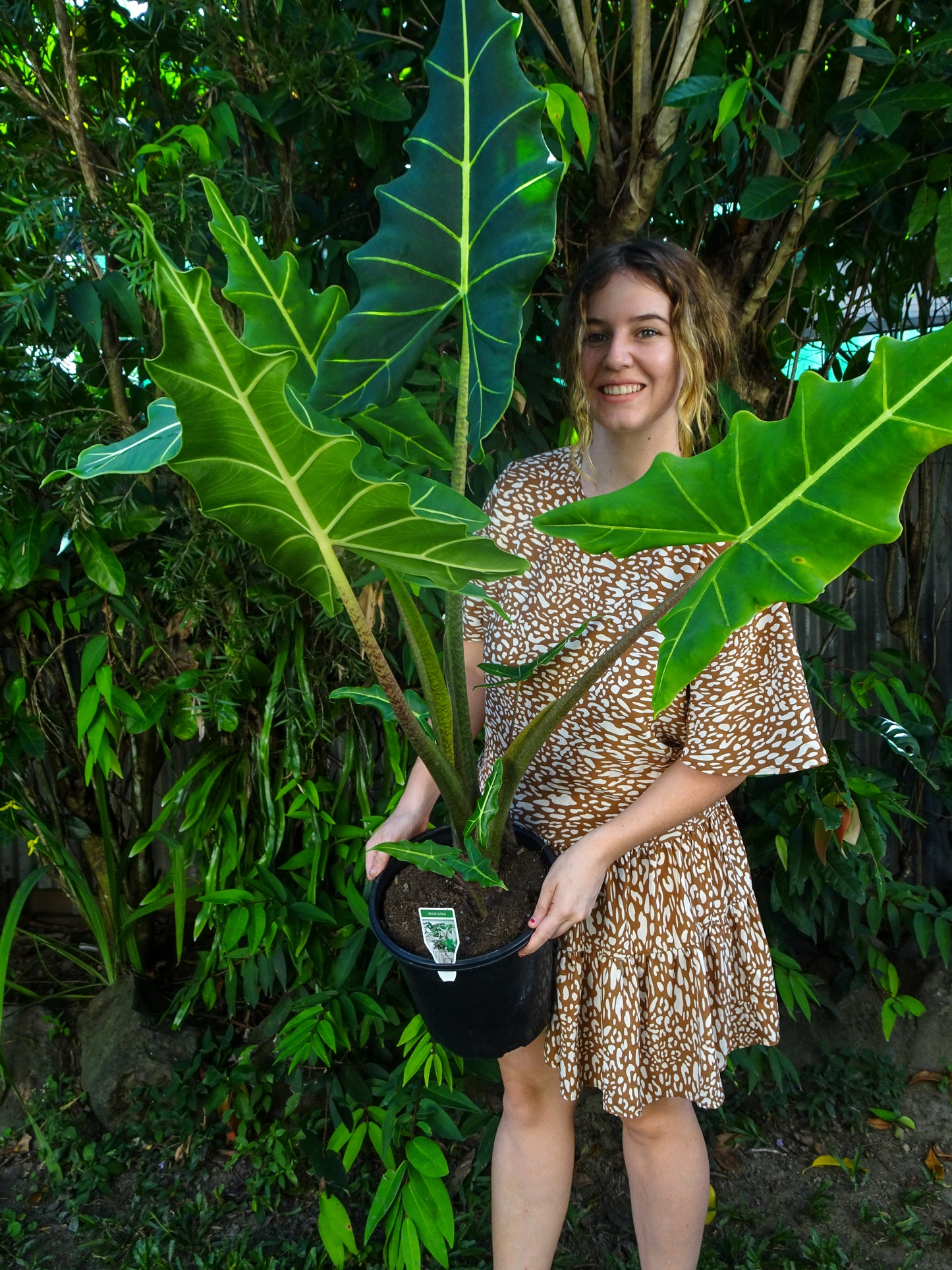 Alocasia Sarian