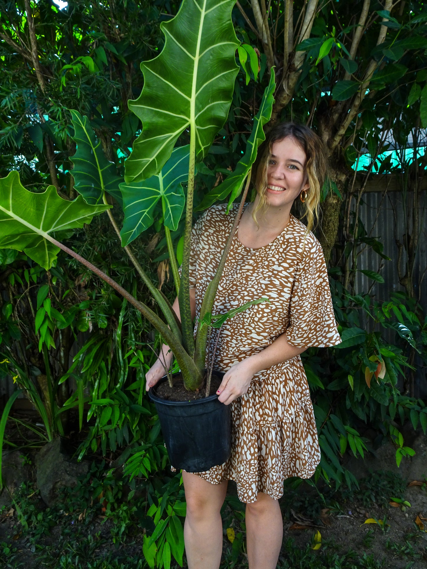Alocasia Sarian
