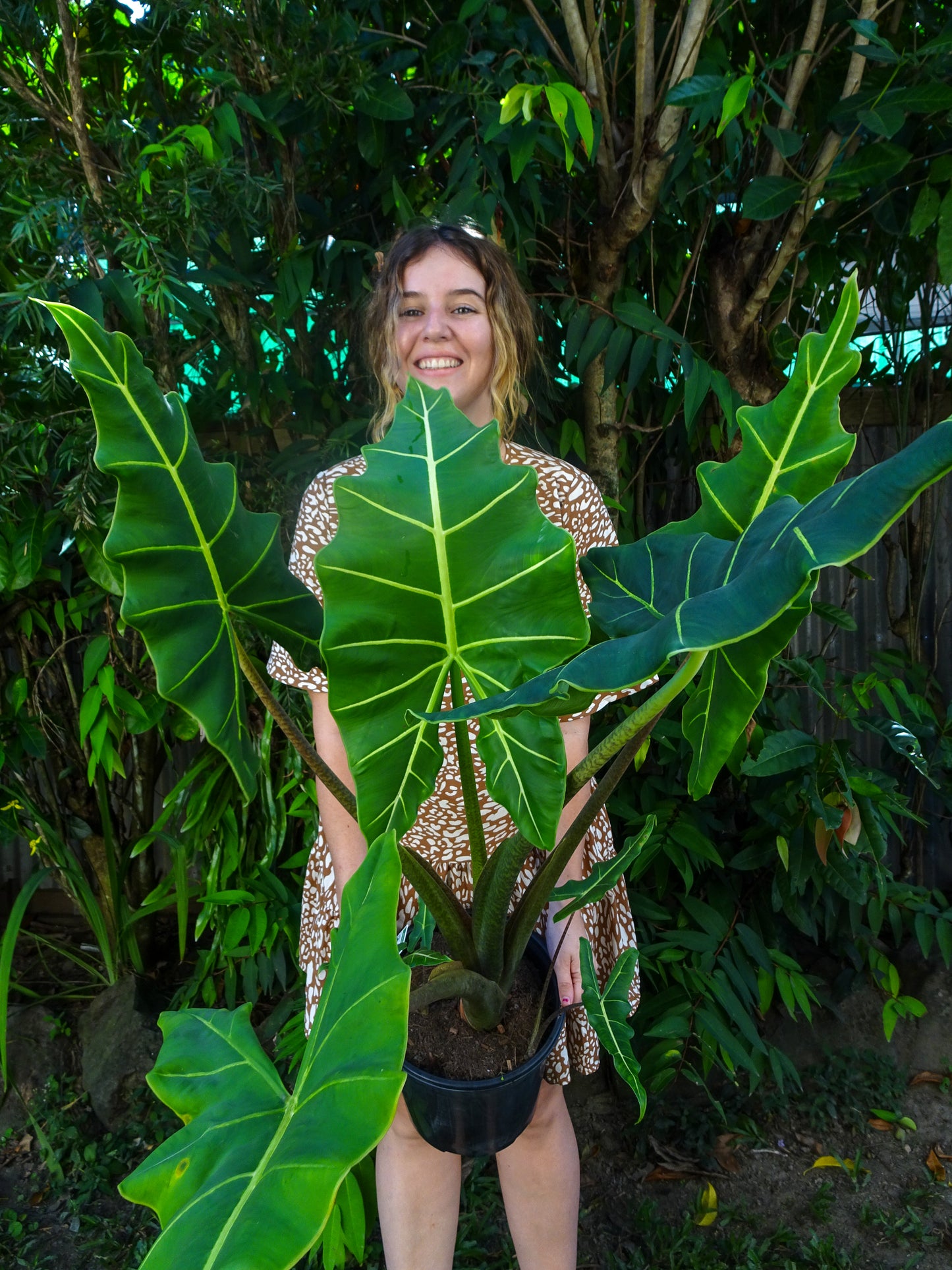 Alocasia Sarian