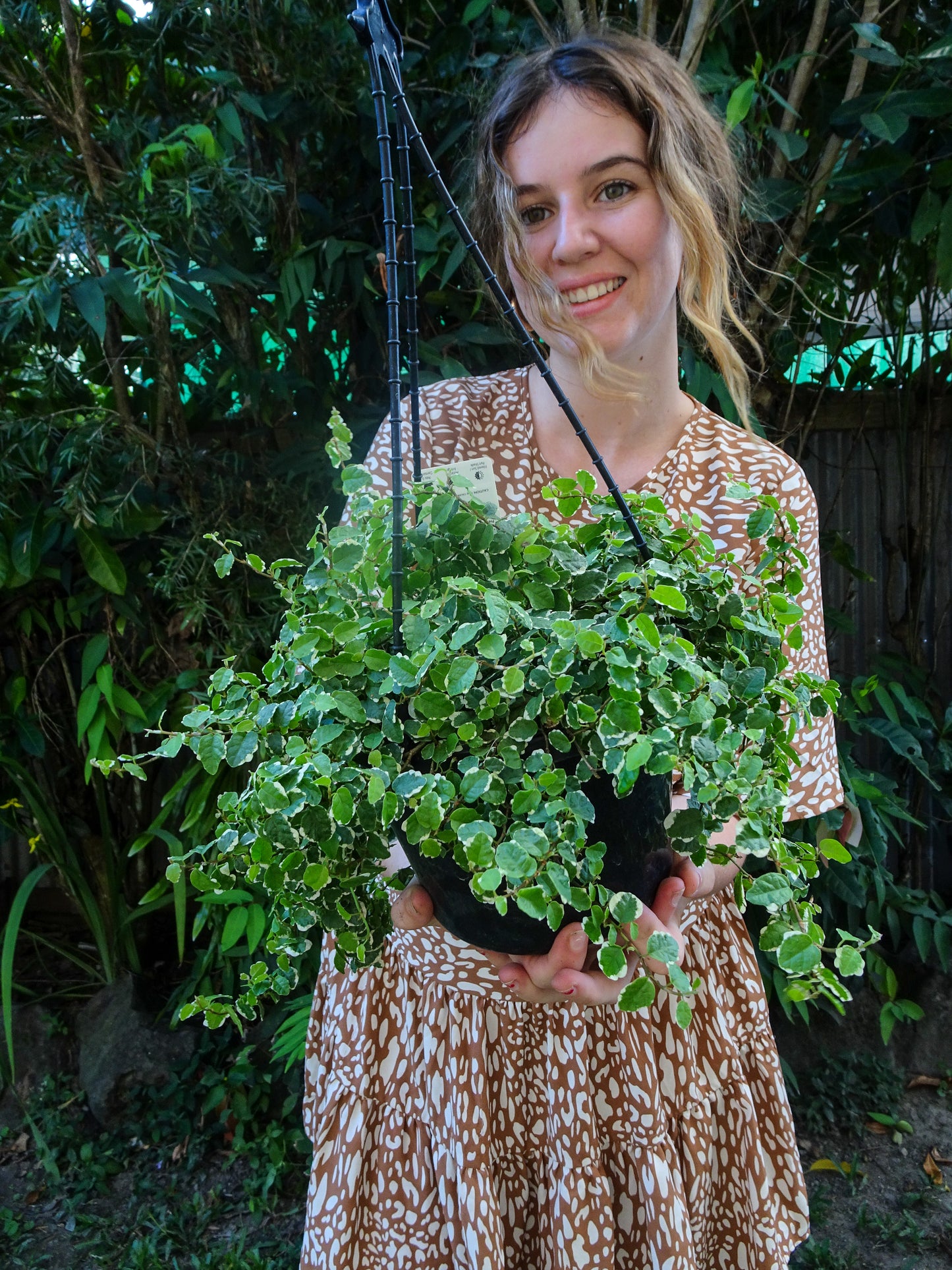Ficus Pumila Vareigated Hanging Basket