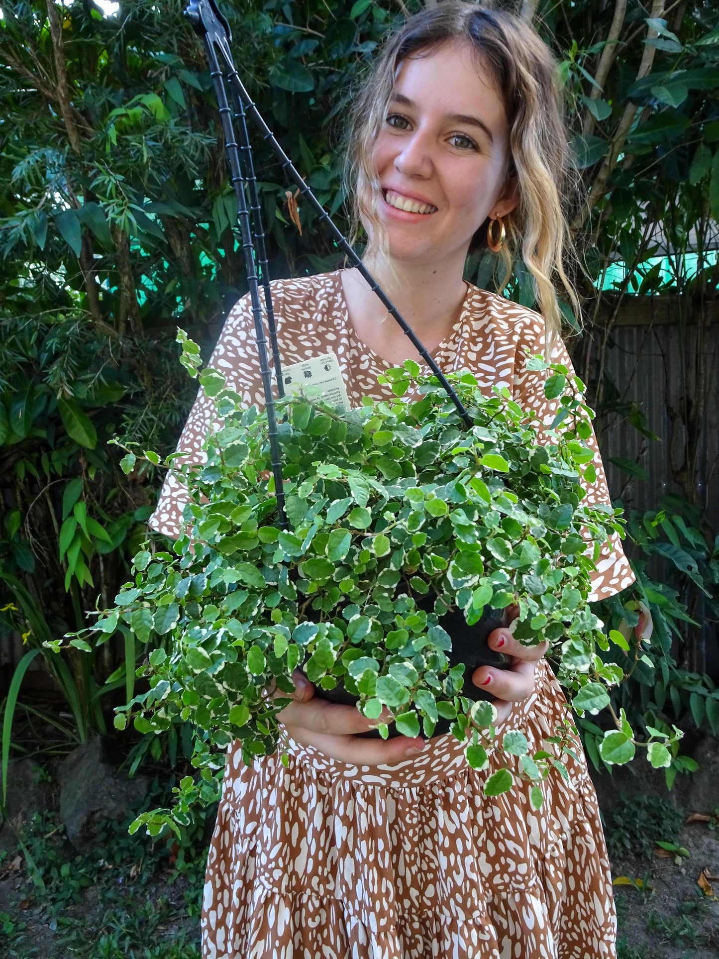 Ficus Pumila Vareigated Hanging Basket