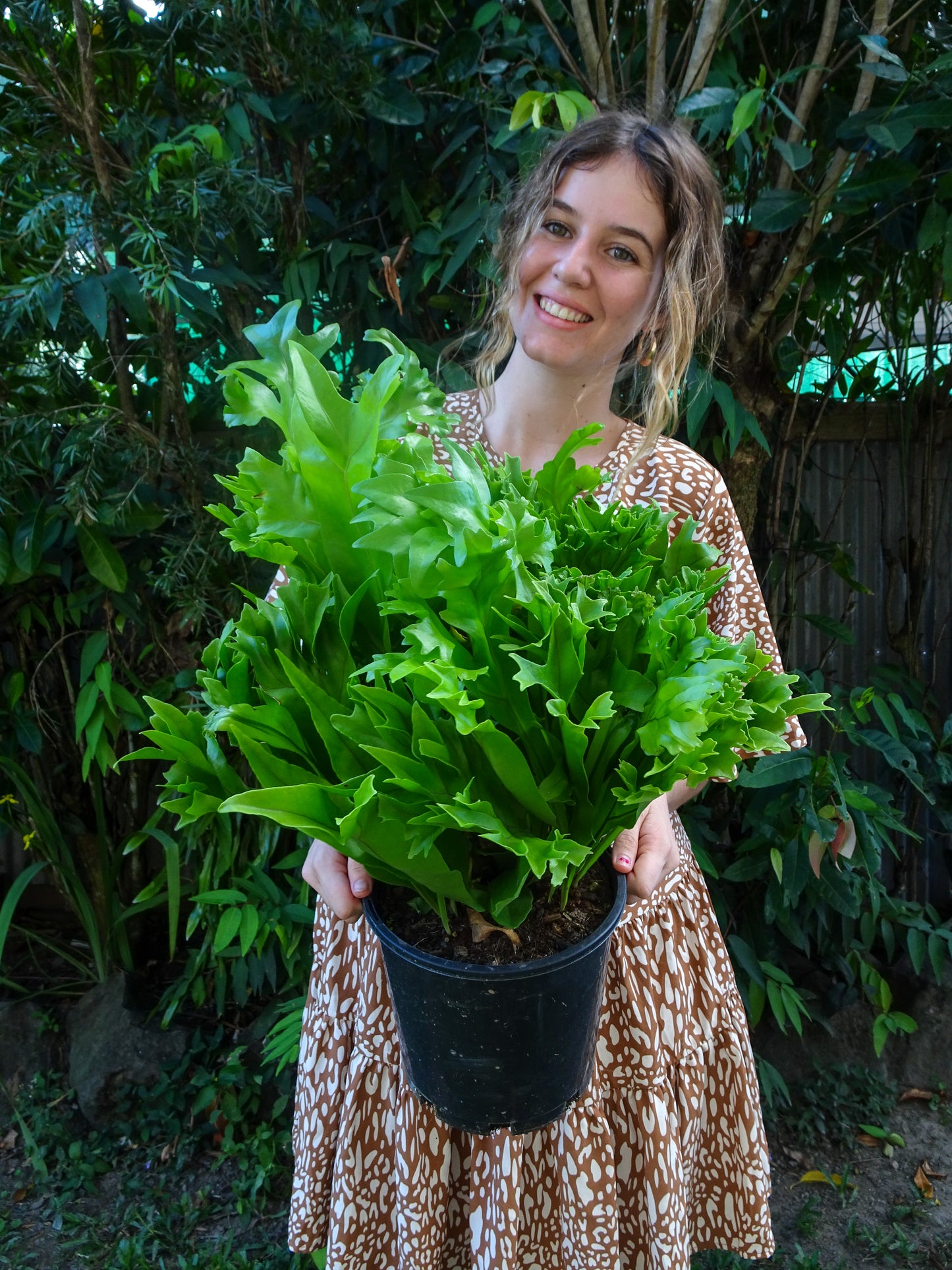 Green Flame Fern