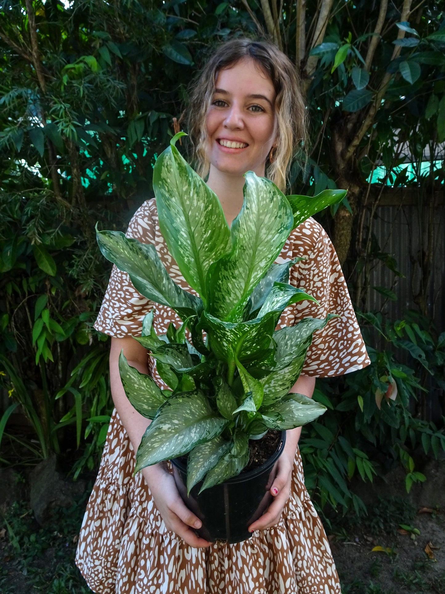 Dieffenbachia Tropical Tiki
