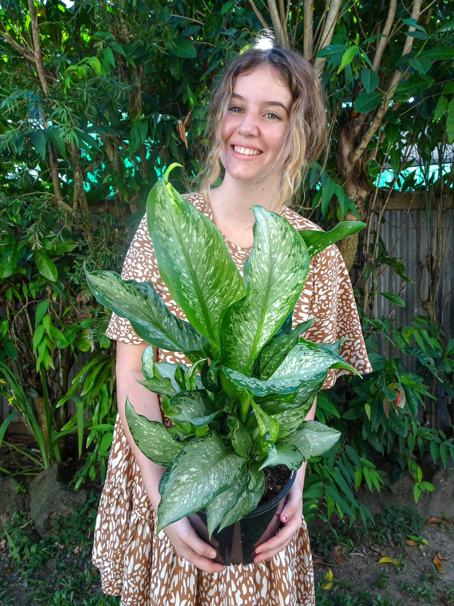 Dieffenbachia Tropical Tiki