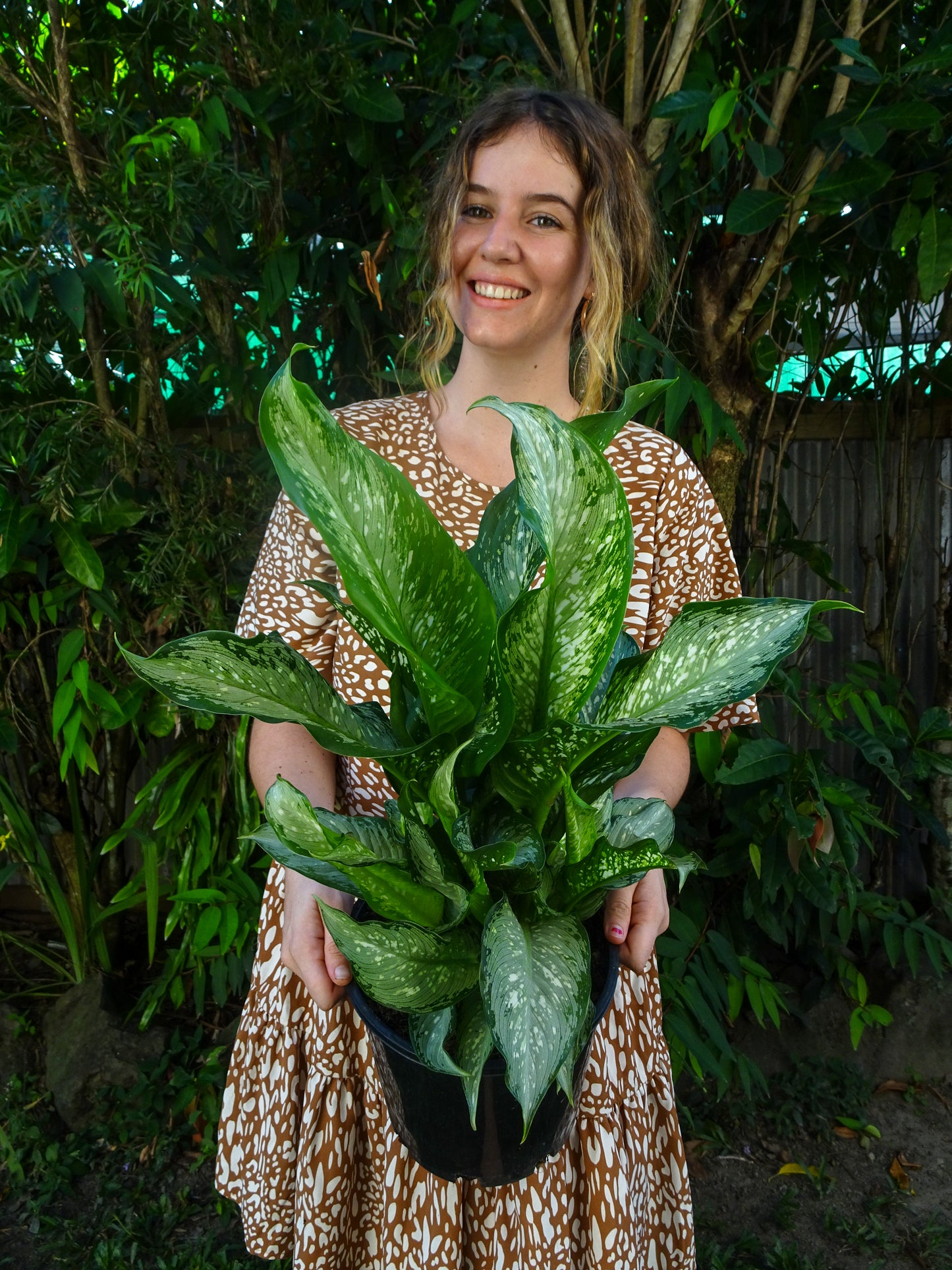 Dieffenbachia Tropical Tiki