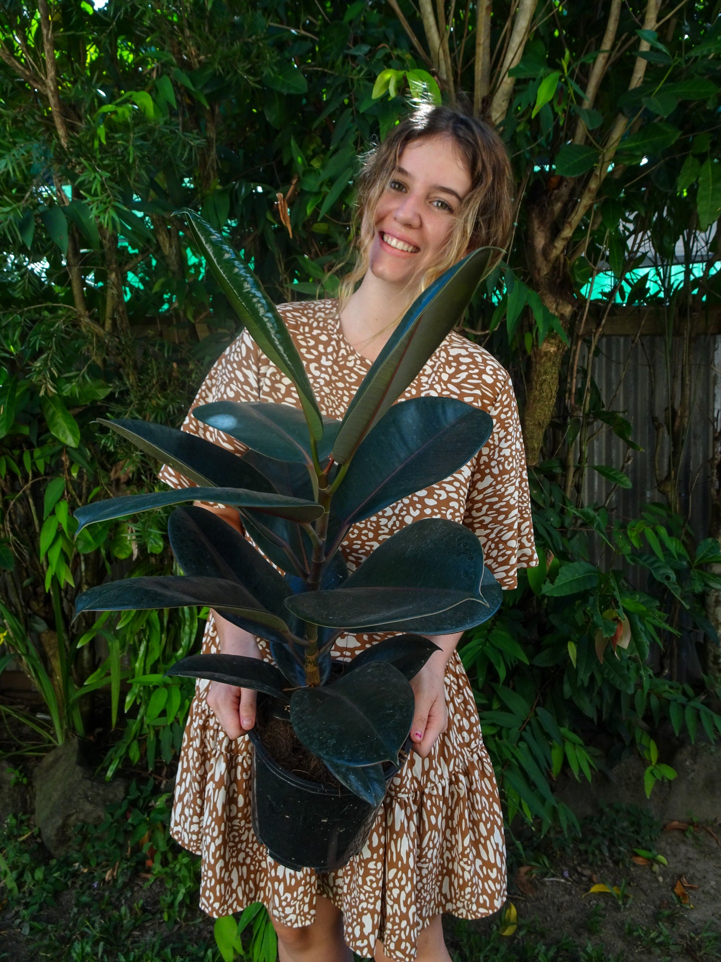 Burgundy Rubber Tree