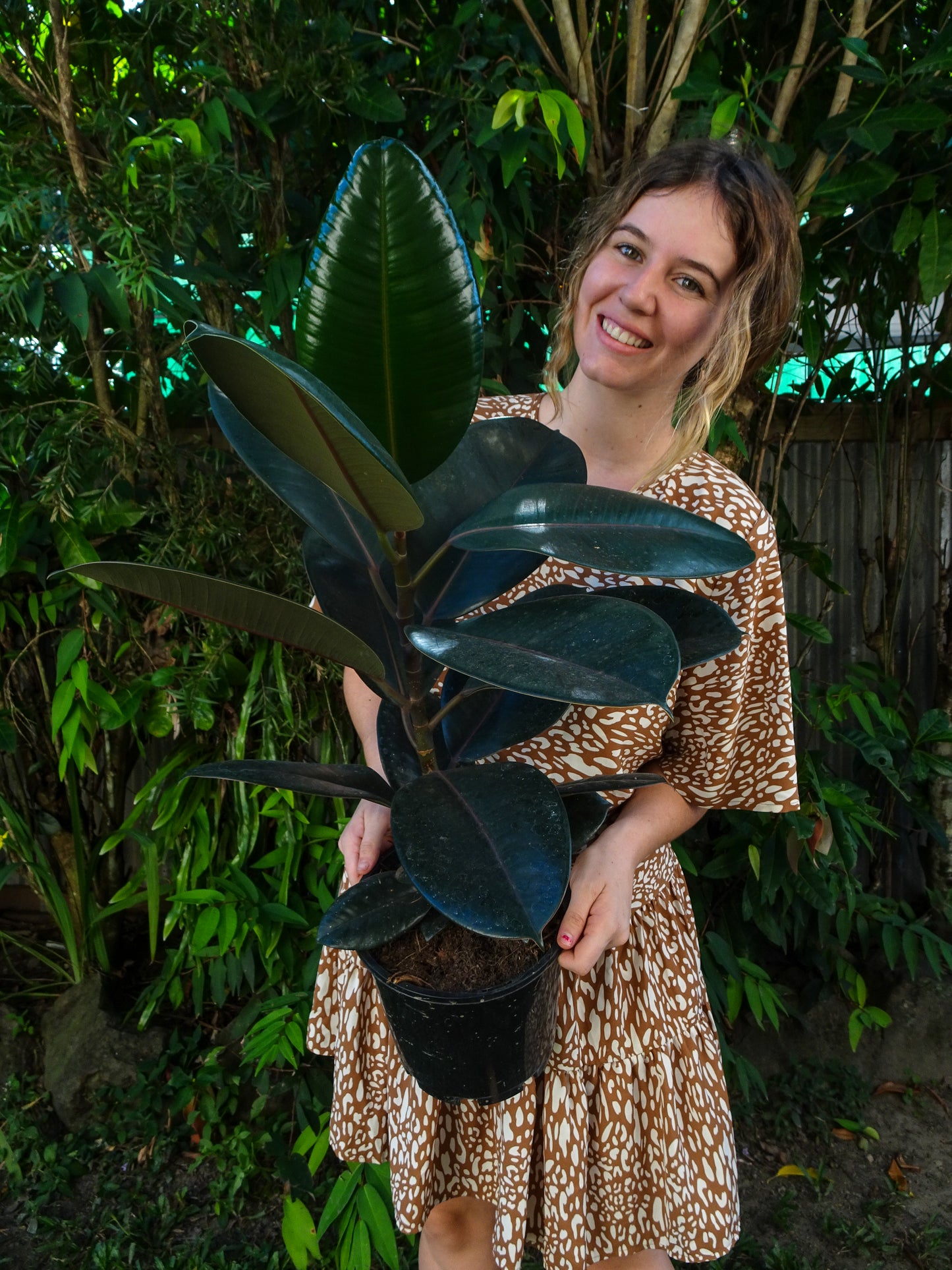 Burgundy Rubber Tree