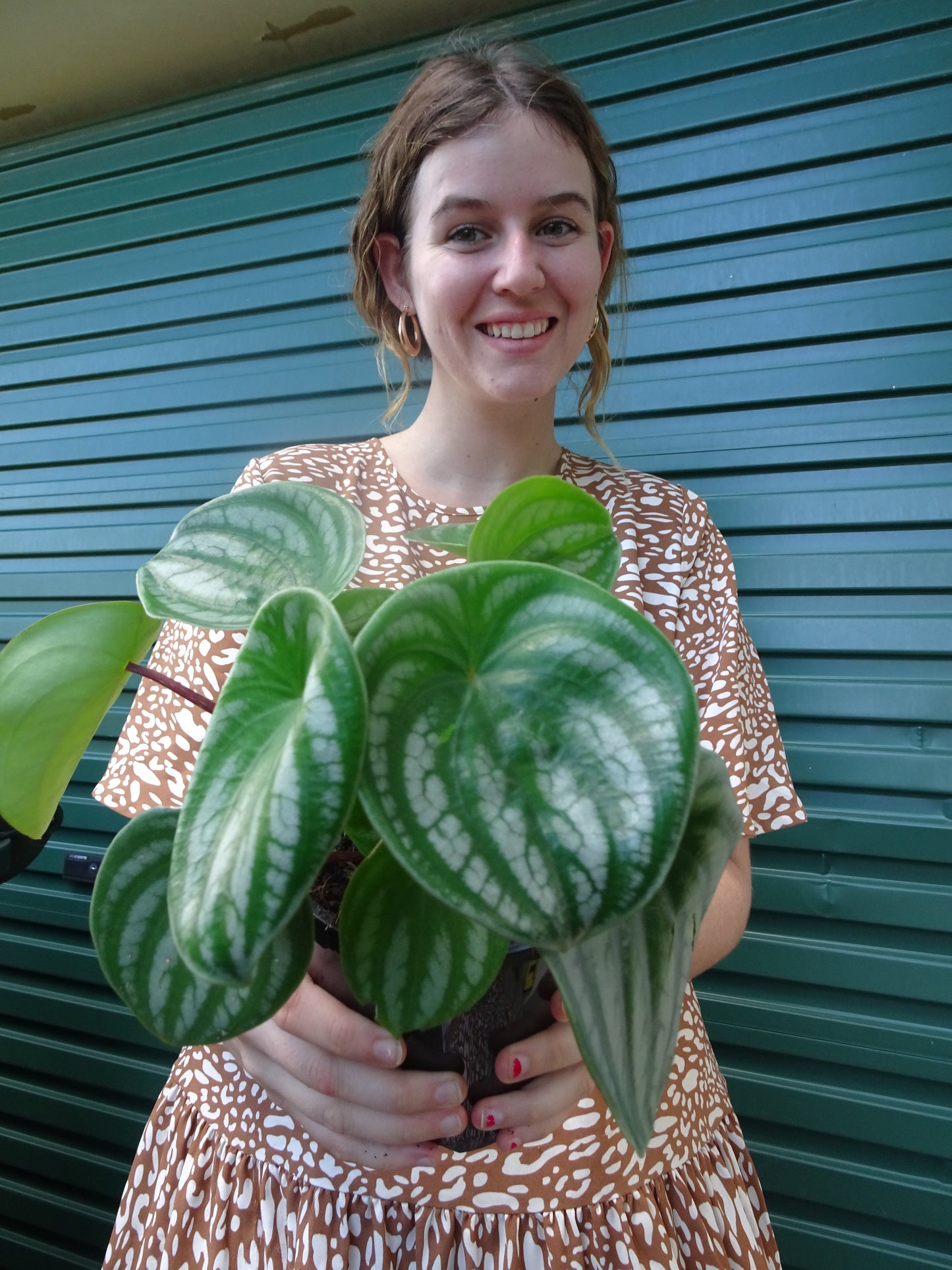 Watermelon Peperomia