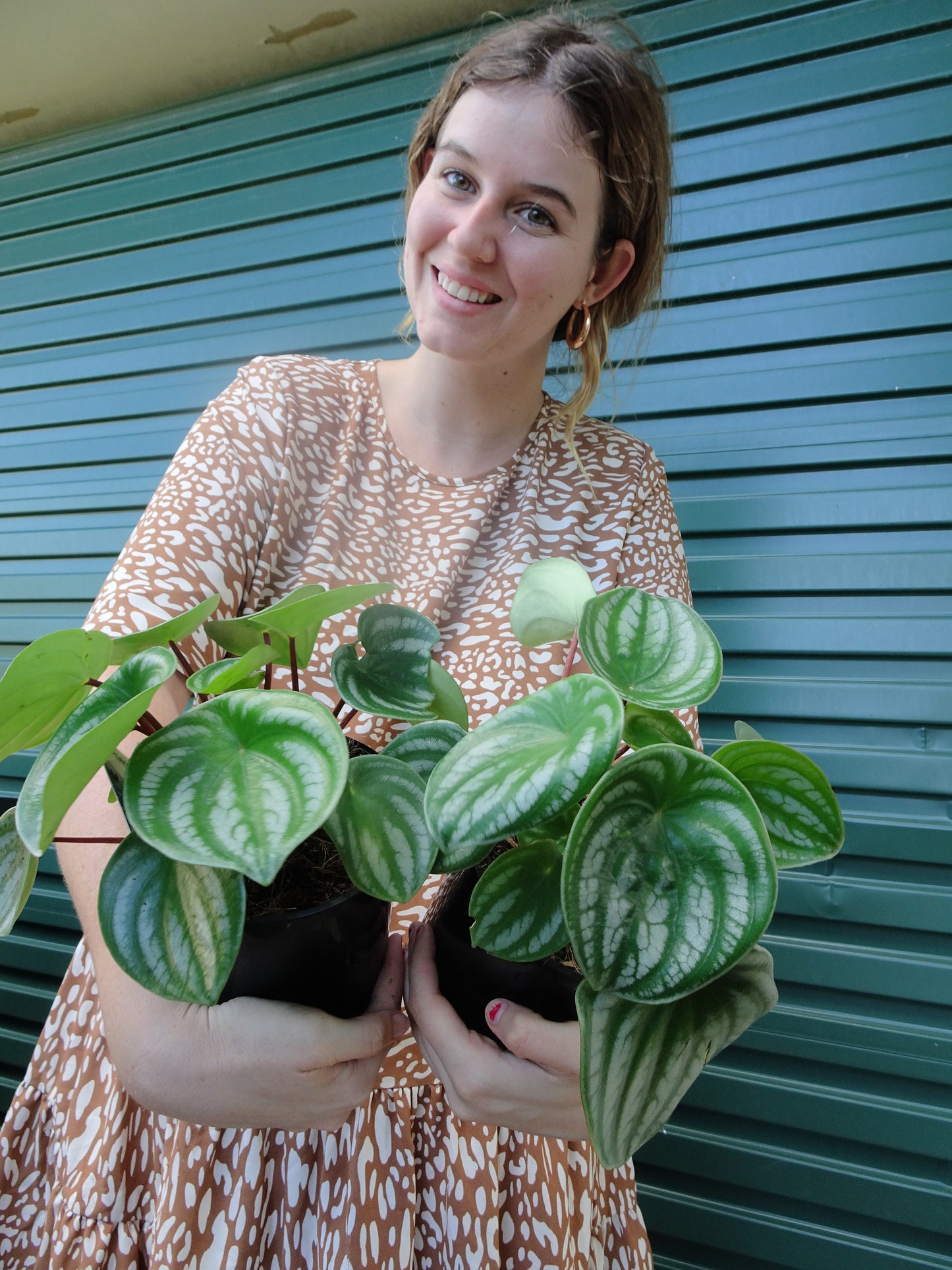 Watermelon Peperomia